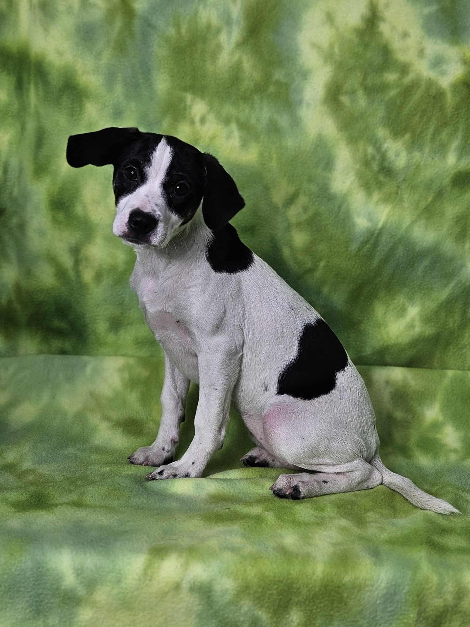 Darla, Adoptable, Puppy Female Mixed Breed.