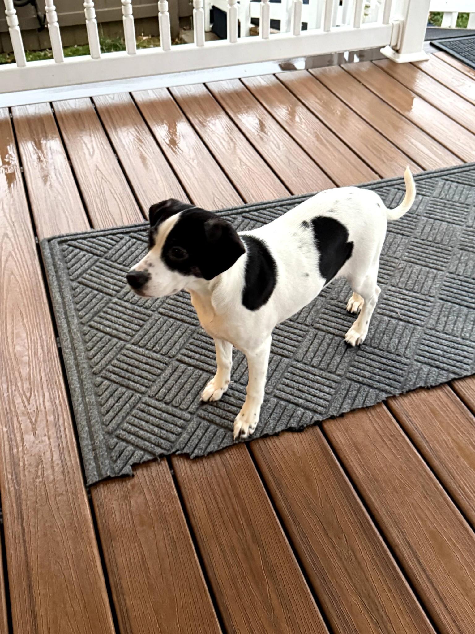 Darla, a Adoptable mixed breed in East Sparta, OH image 2/3