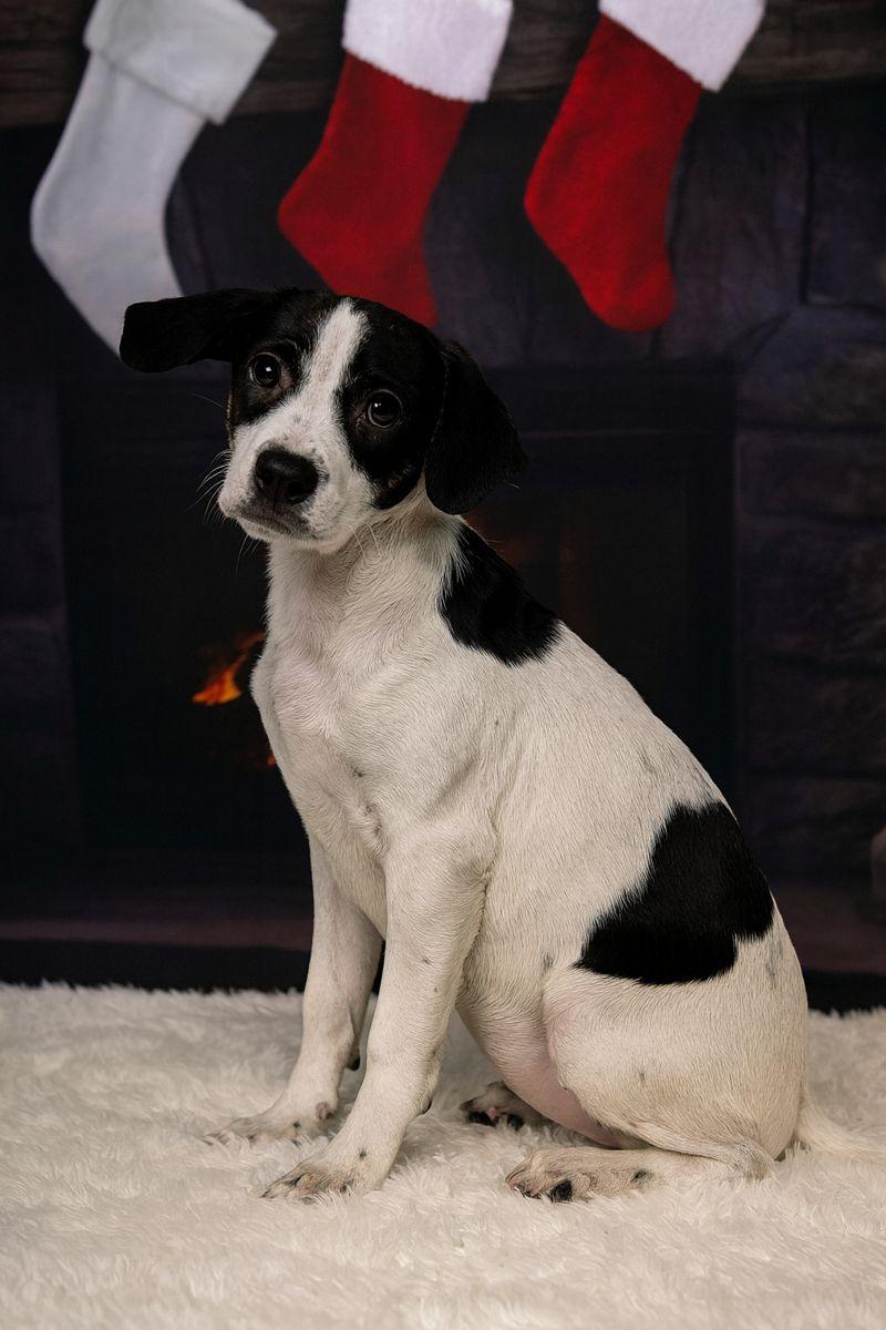 Darla, Adoptable, Puppy Female Mixed Breed.