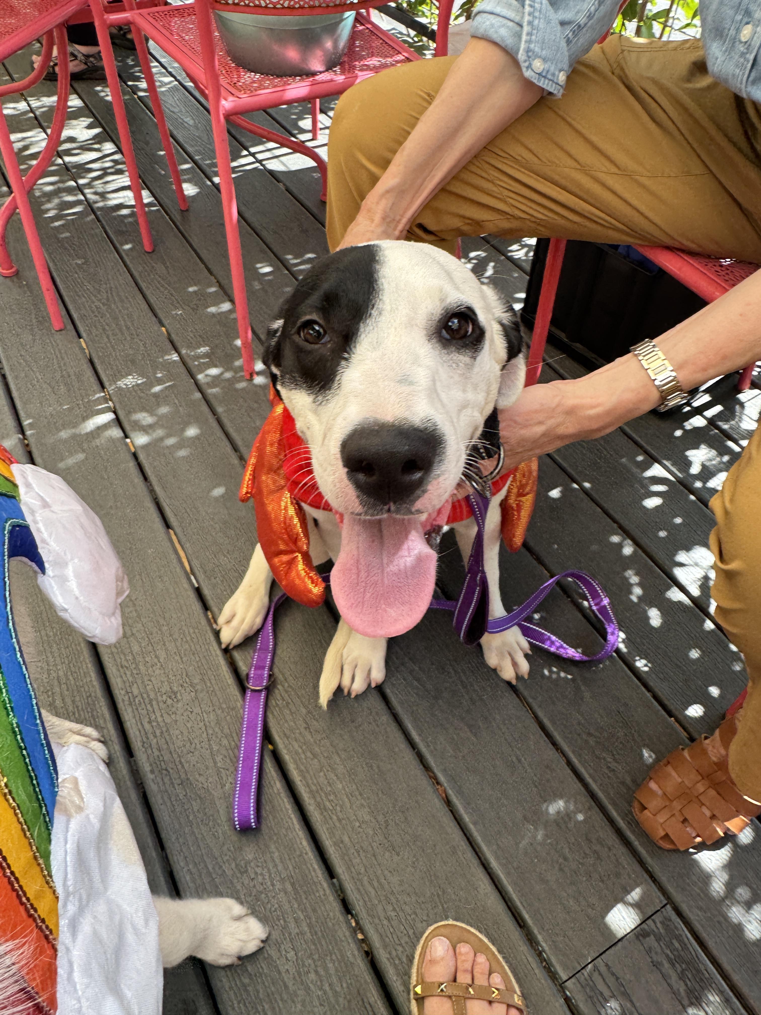 Harley Quinn thumbnail 2