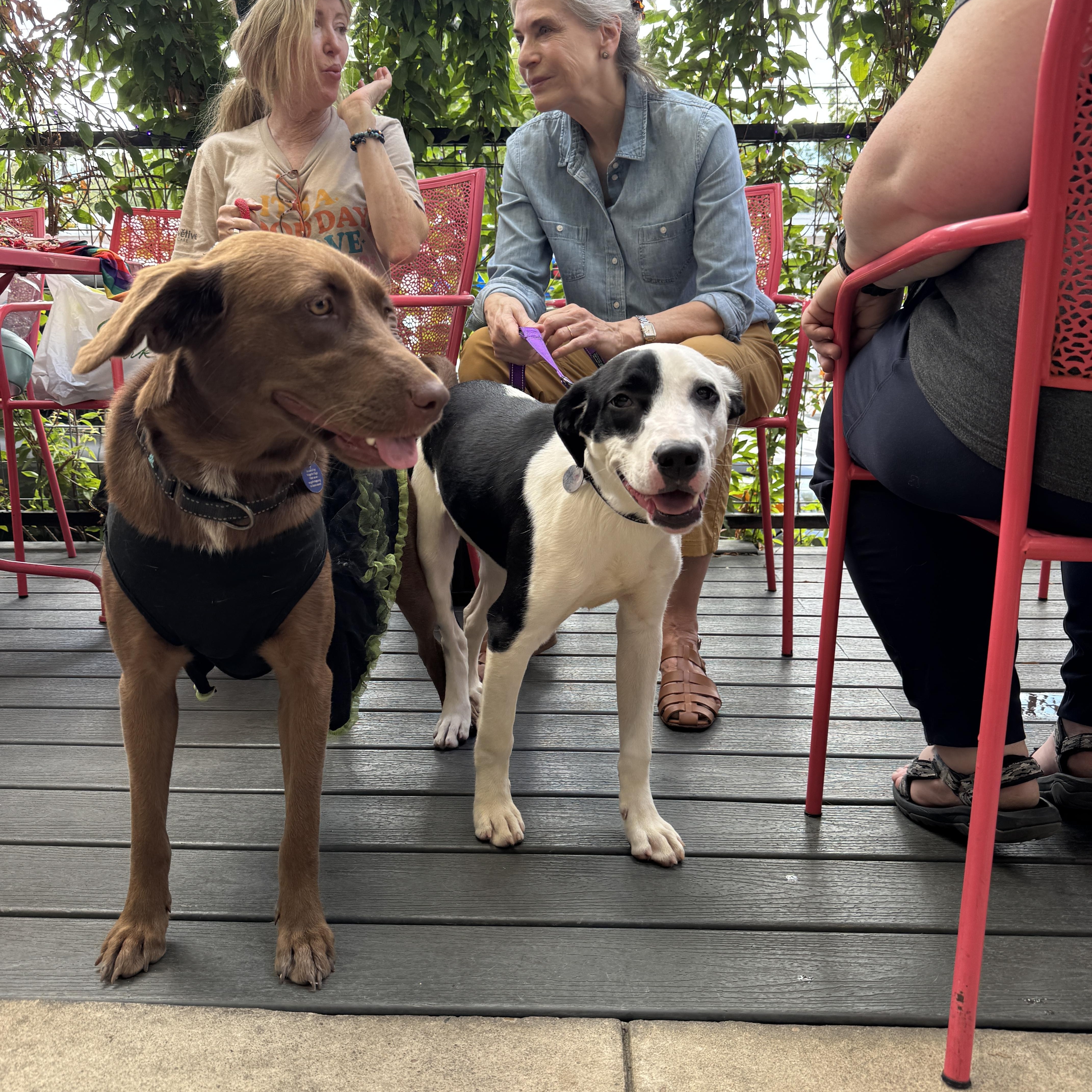 Harley Quinn thumbnail 4