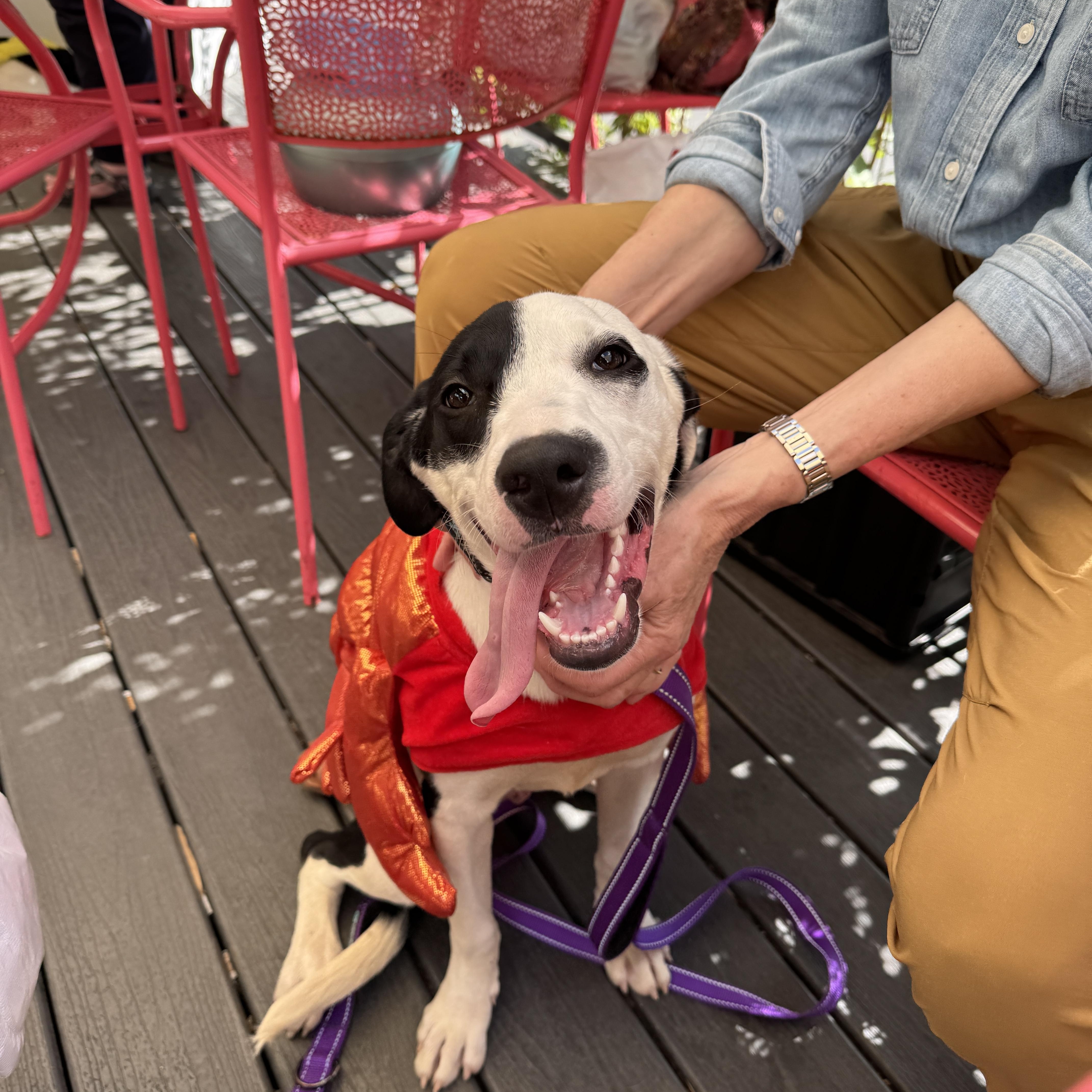 Harley Quinn thumbnail 3