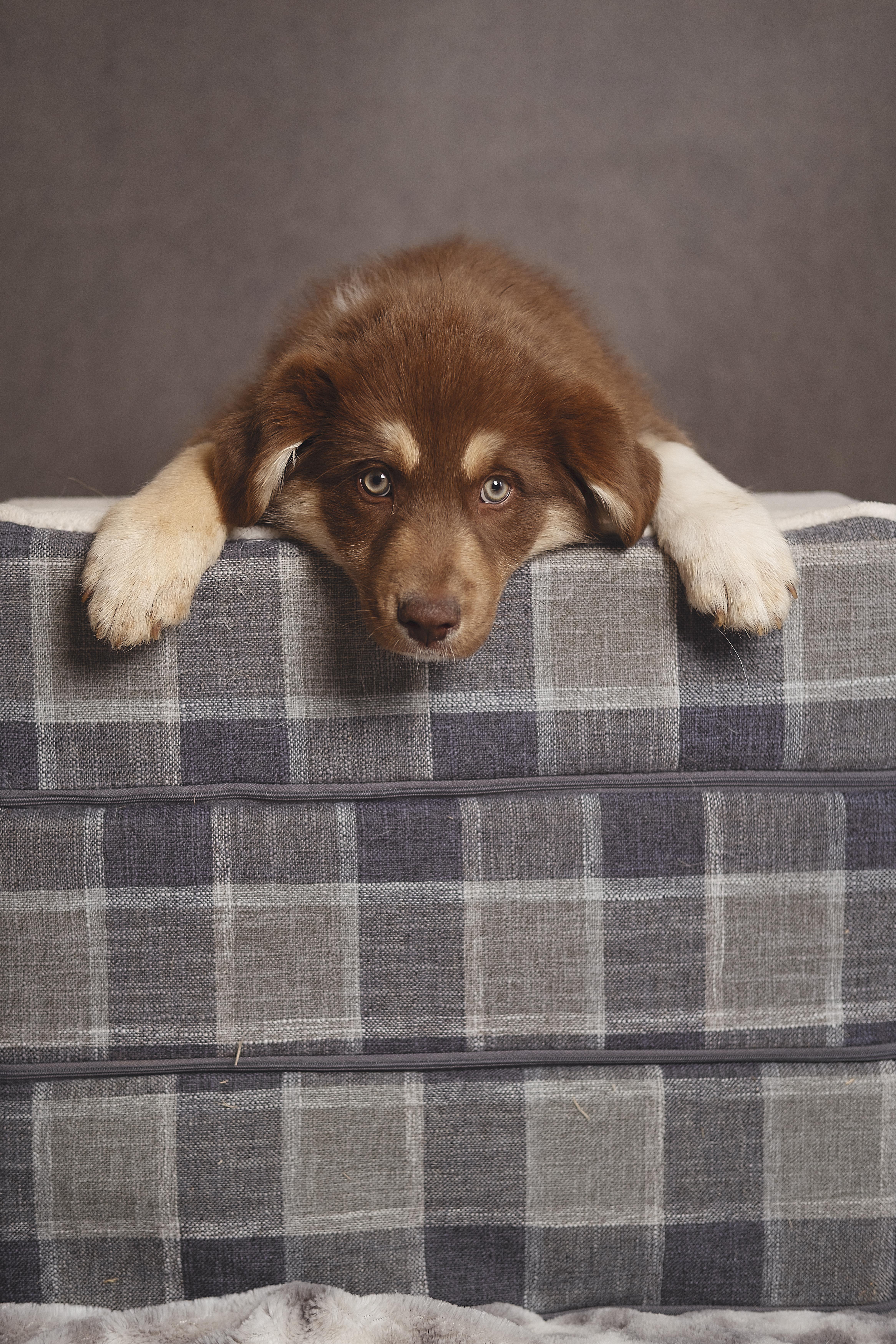 Gnocchi, adopted, Puppy Male Australian Shepherd.