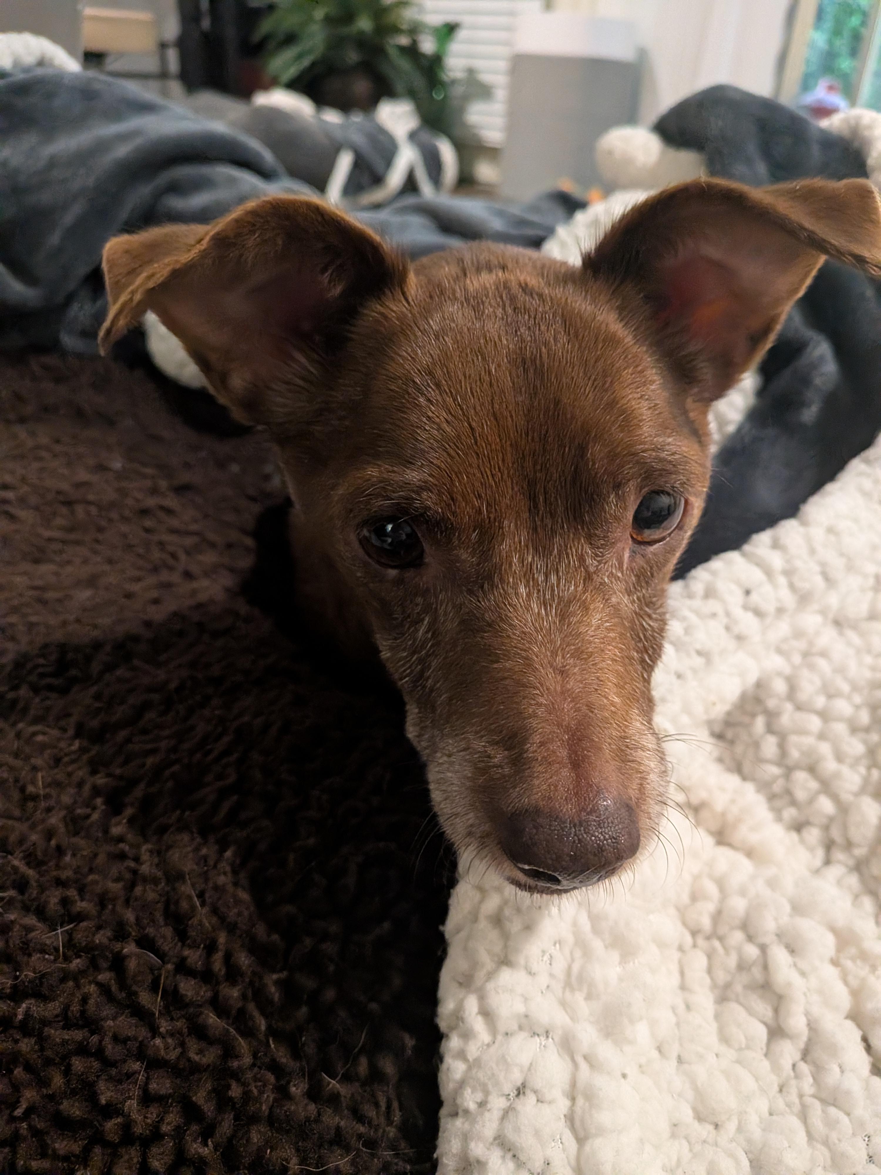Enlarge Mrs. Hughes, a Adoptable mixed breed in Ogden, UT image 2/5