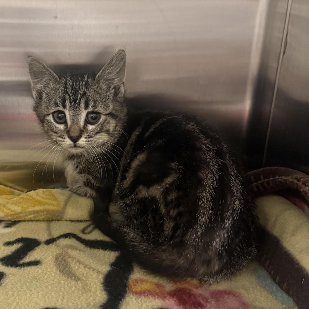 Louis, Adoptable, Kitten Female Domestic Short Hair.