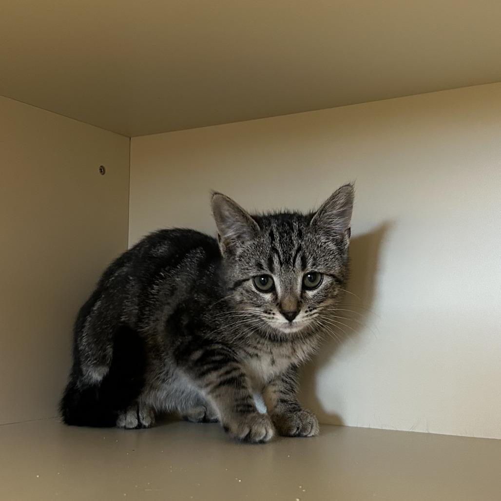 Louis, a Adoptable Domestic Short Hair in Cody, WY image 2/2