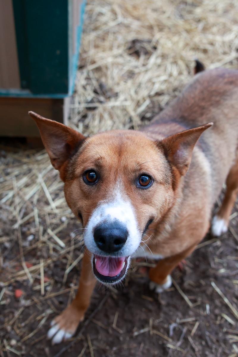 Enlarge Molly, a Adoptable mixed breed in Loogootee, IN image 1/3