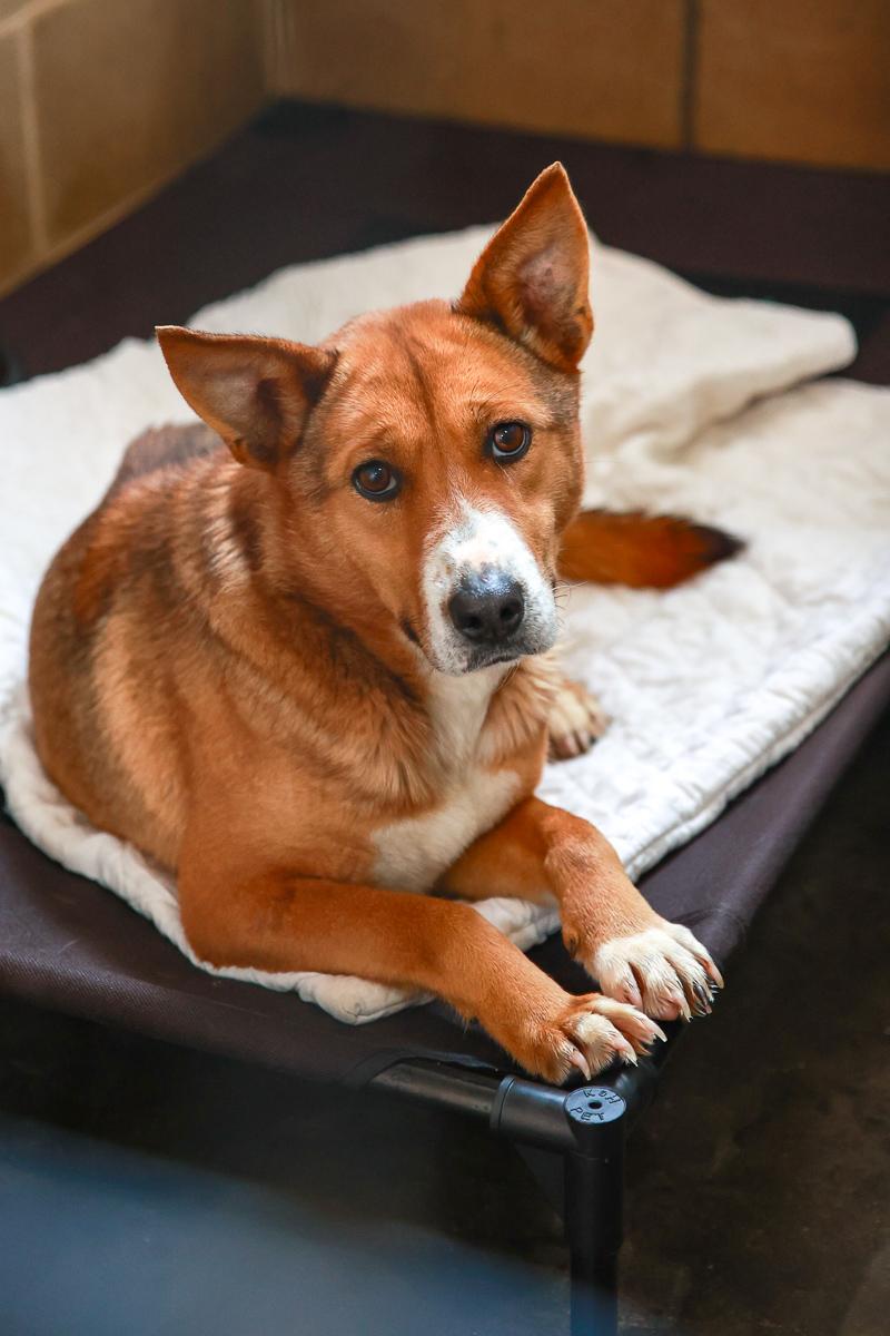 Enlarge Molly, a Adoptable mixed breed in Loogootee, IN image 3/3