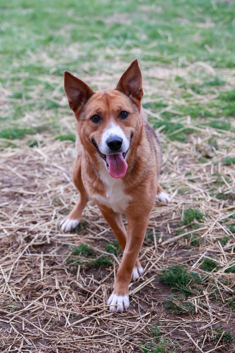 Enlarge Molly, a Adoptable mixed breed in Loogootee, IN image 2/3