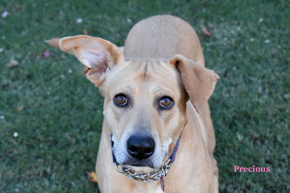 Enlarge Precious, a Adopted Labrador Retriever in Oklahoma City, OK image 1/2