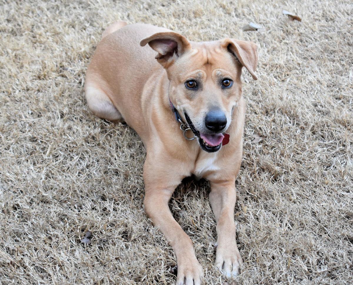 Enlarge Precious, a Adopted Labrador Retriever in Oklahoma City, OK image 2/2