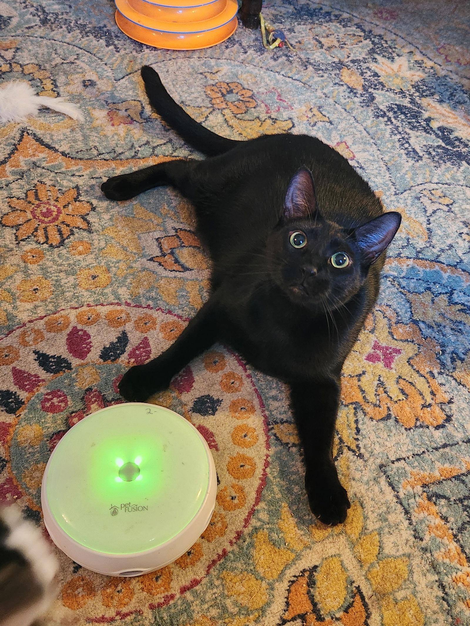 Sean, Adoptable, Young Male Domestic Short Hair.