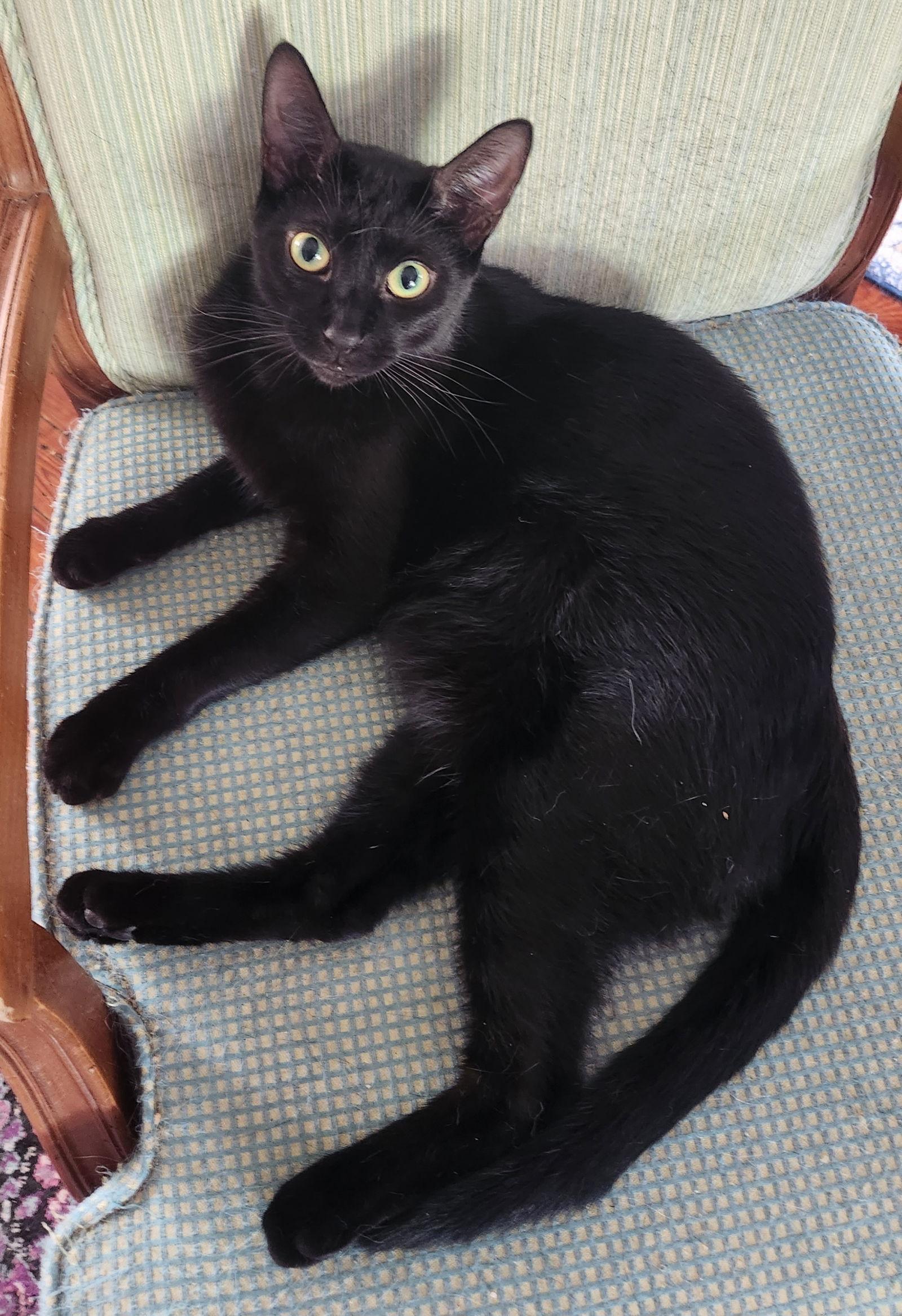 Enlarge Sean, a Adoptable Domestic Short Hair in Winter Garden, FL image 2/5