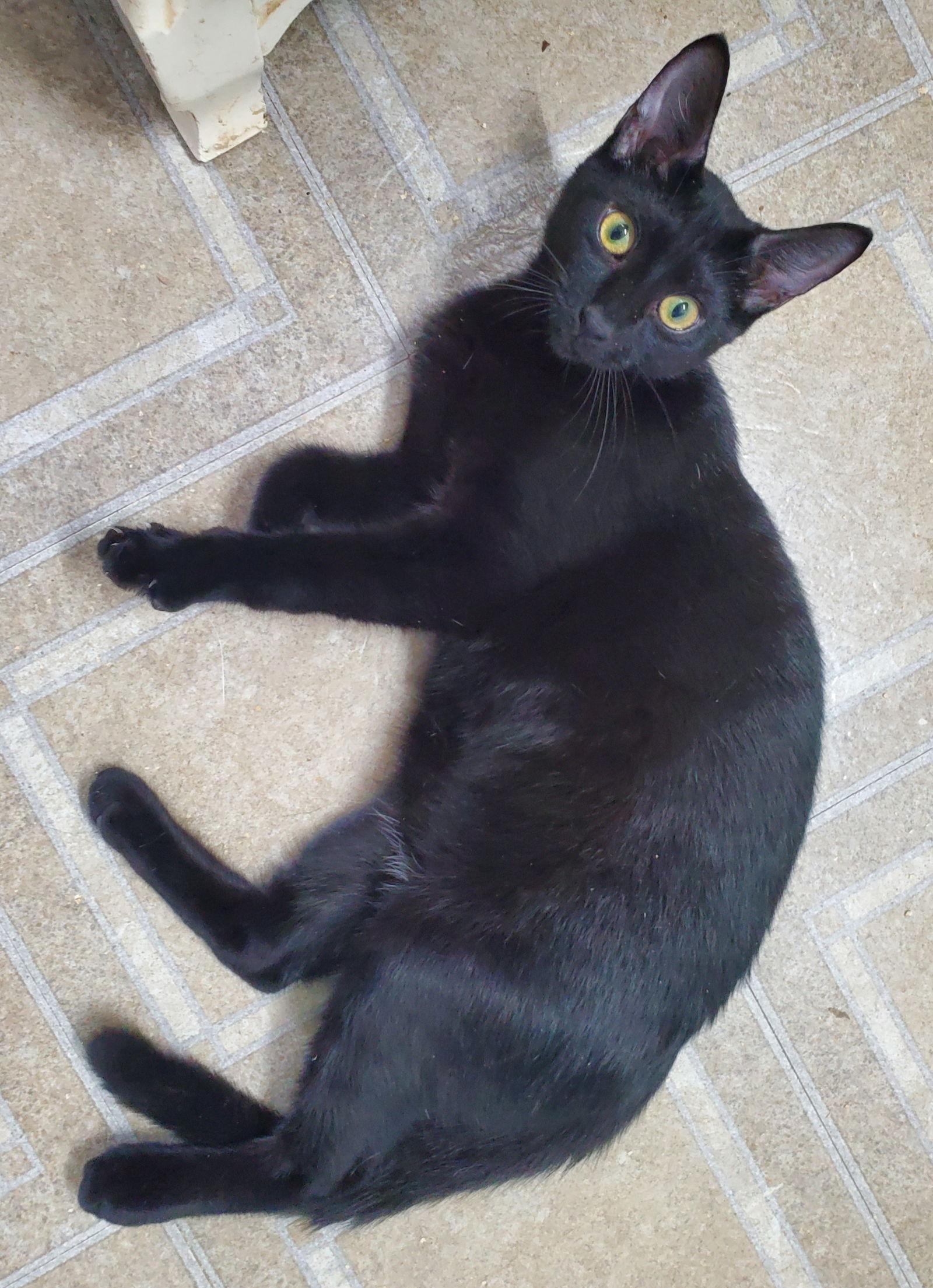 Enlarge Sean, a Adoptable Domestic Short Hair in Winter Garden, FL image 3/5