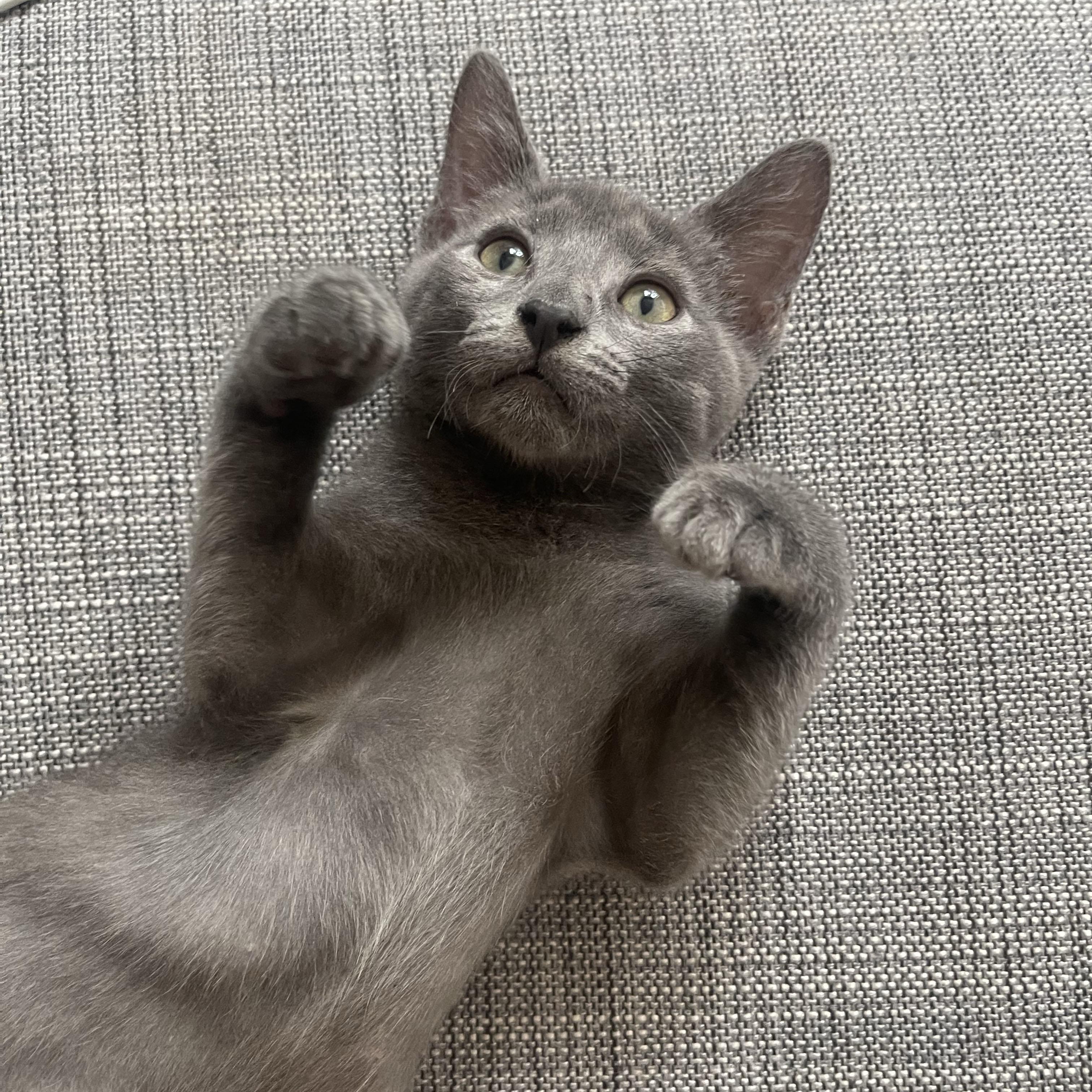 Metamucil, a ADOPTABLE Domestic Short Hair in BROOKLYN, NY image 2/6