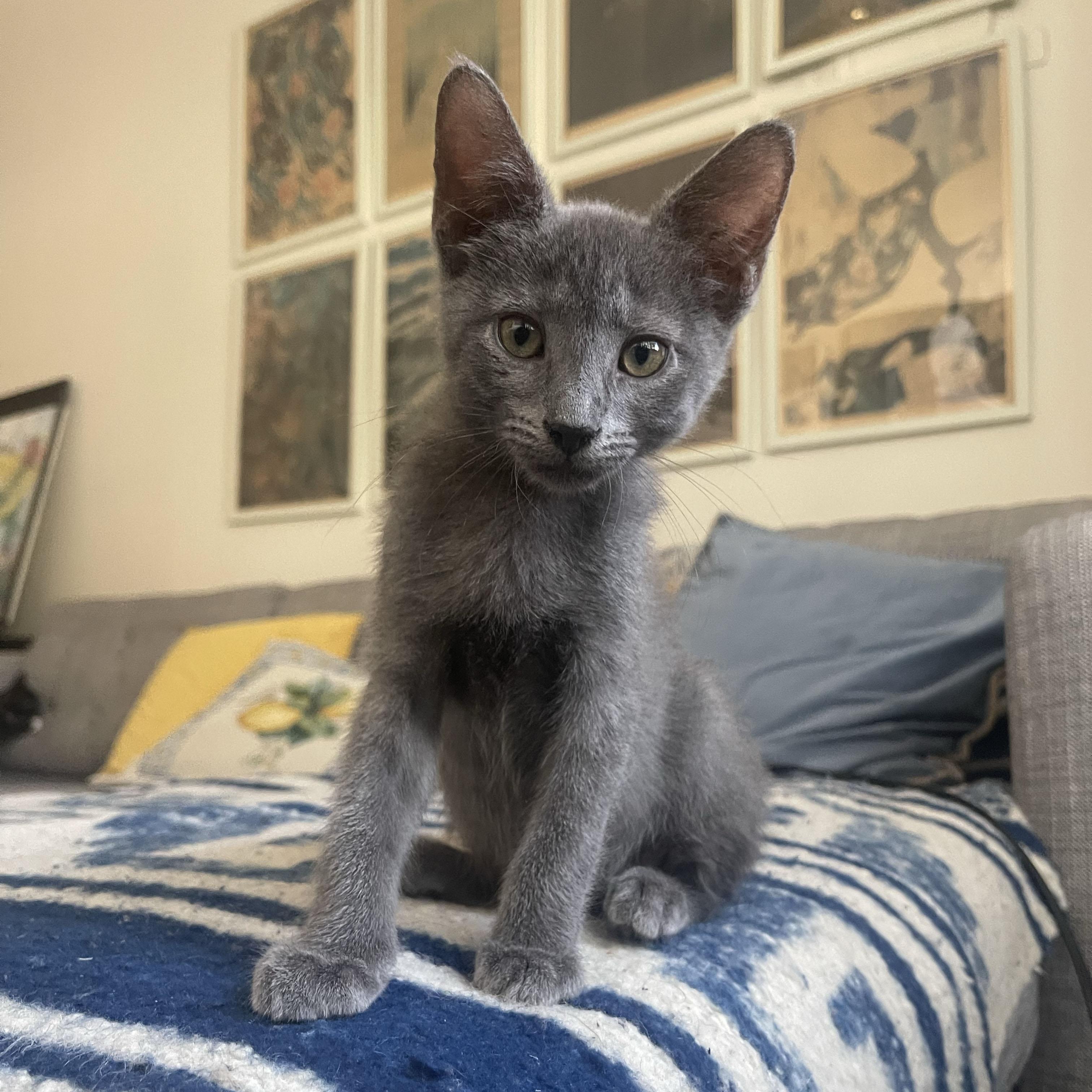 Metamucil, a ADOPTABLE Domestic Short Hair in BROOKLYN, NY image 5/6