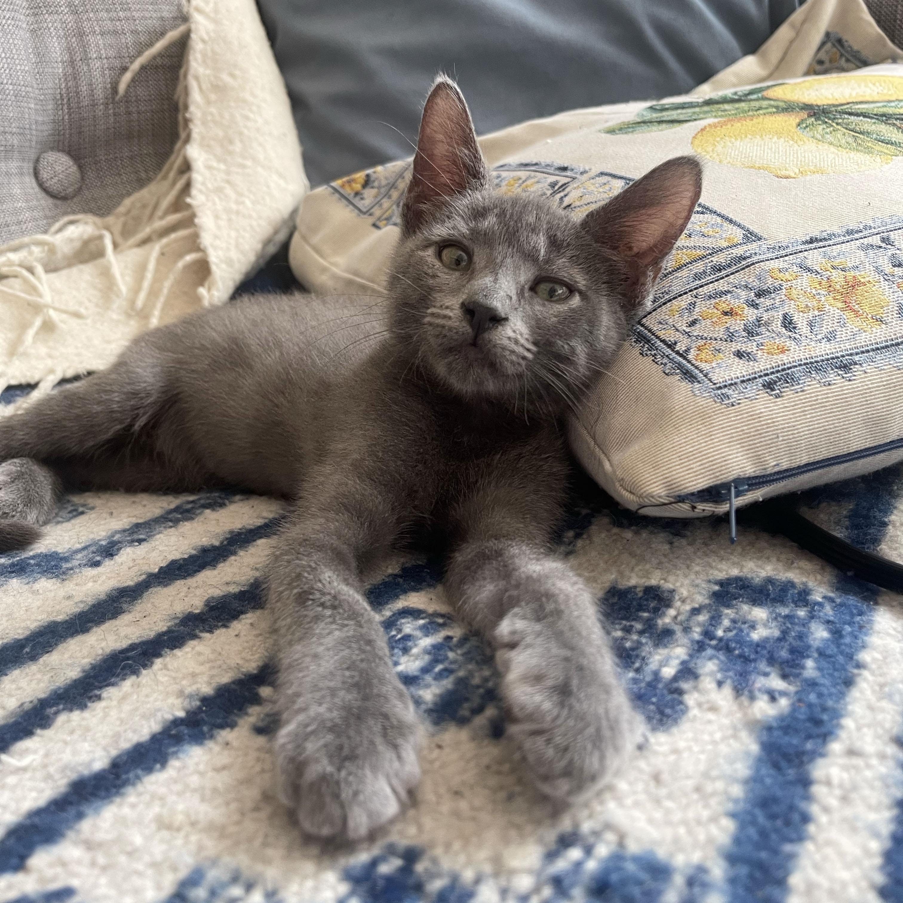 Metamucil, ADOPTABLE, Kitten Male Domestic Short Hair.