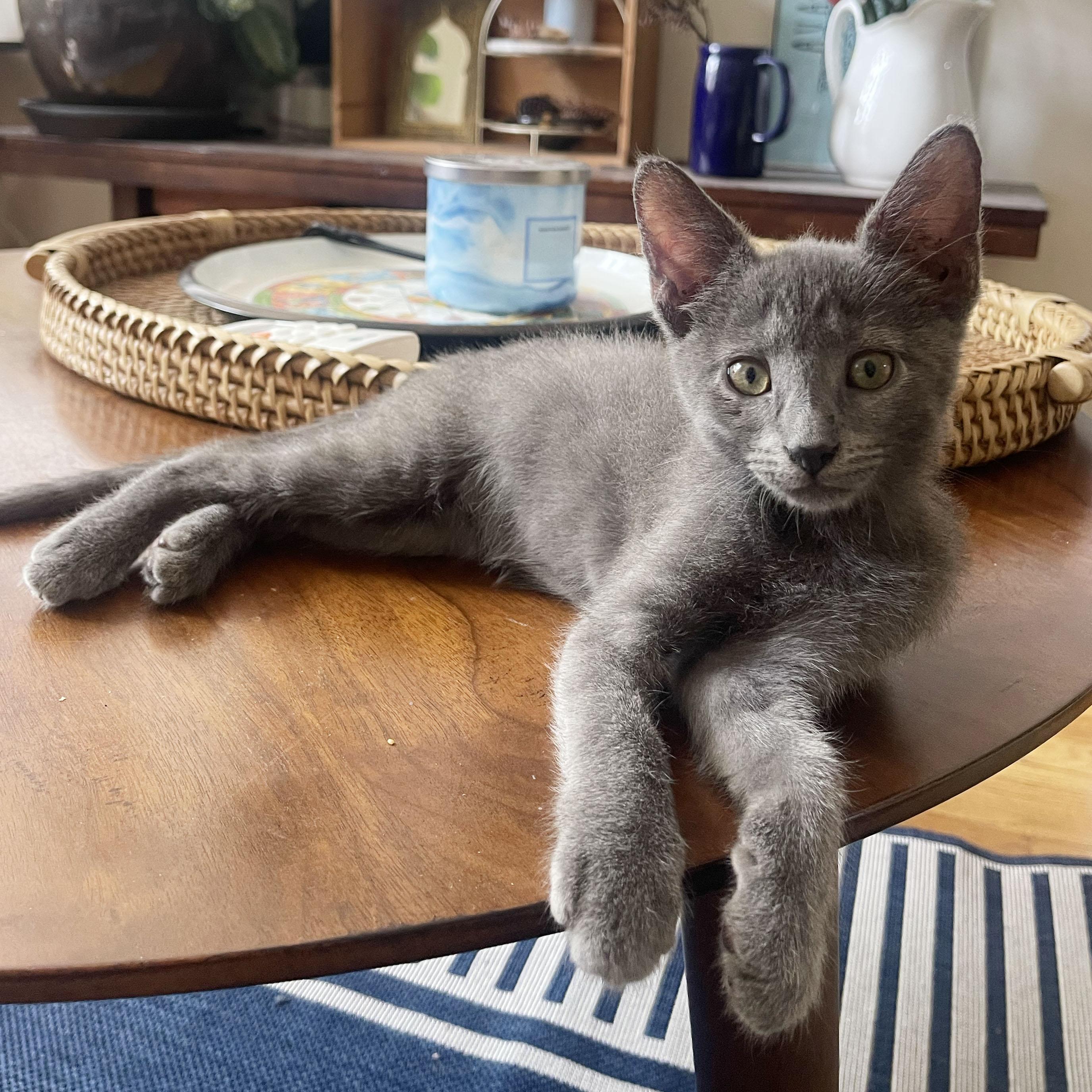 Metamucil, a ADOPTABLE Domestic Short Hair in BROOKLYN, NY image 4/6