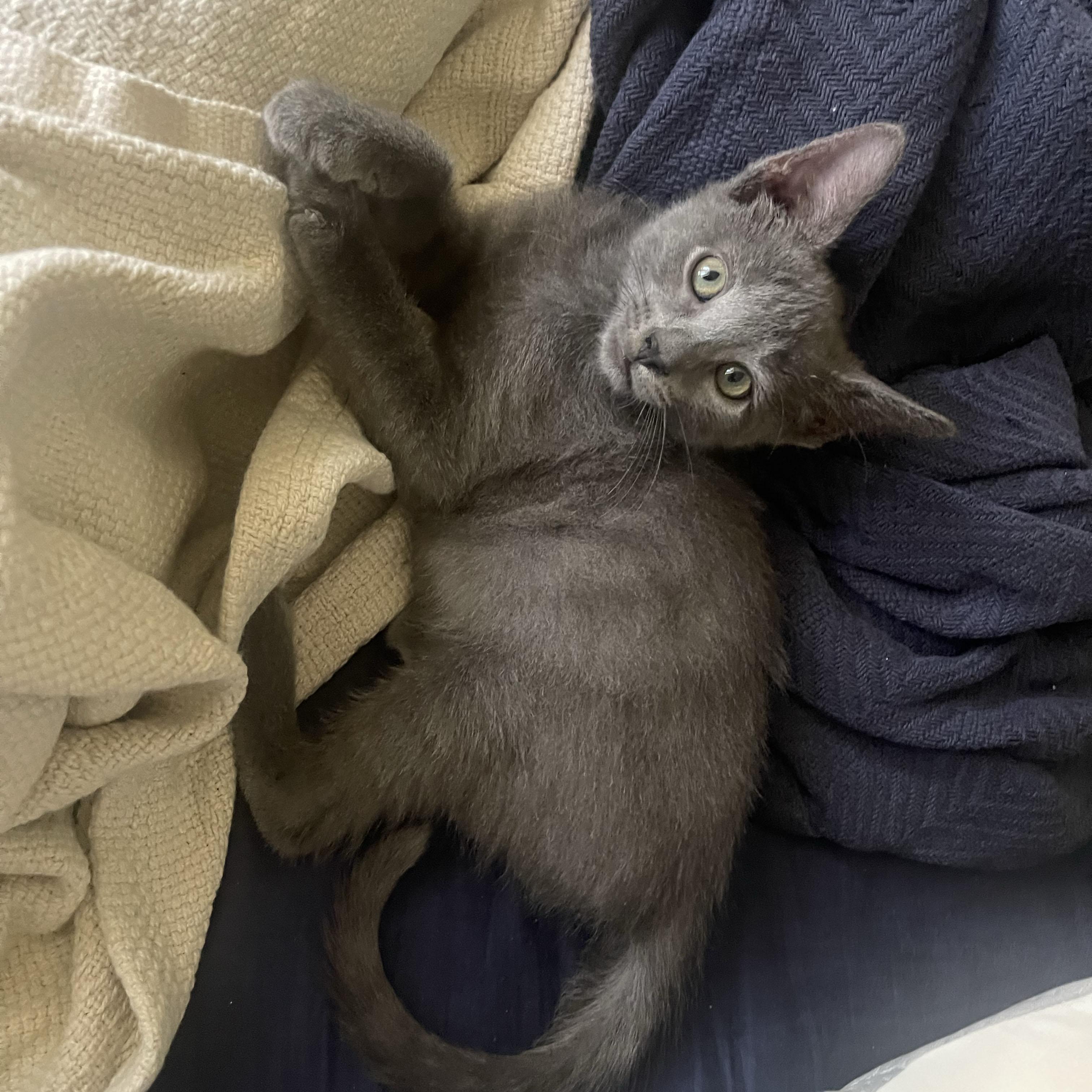 Metamucil, a ADOPTABLE Domestic Short Hair in BROOKLYN, NY image 6/6