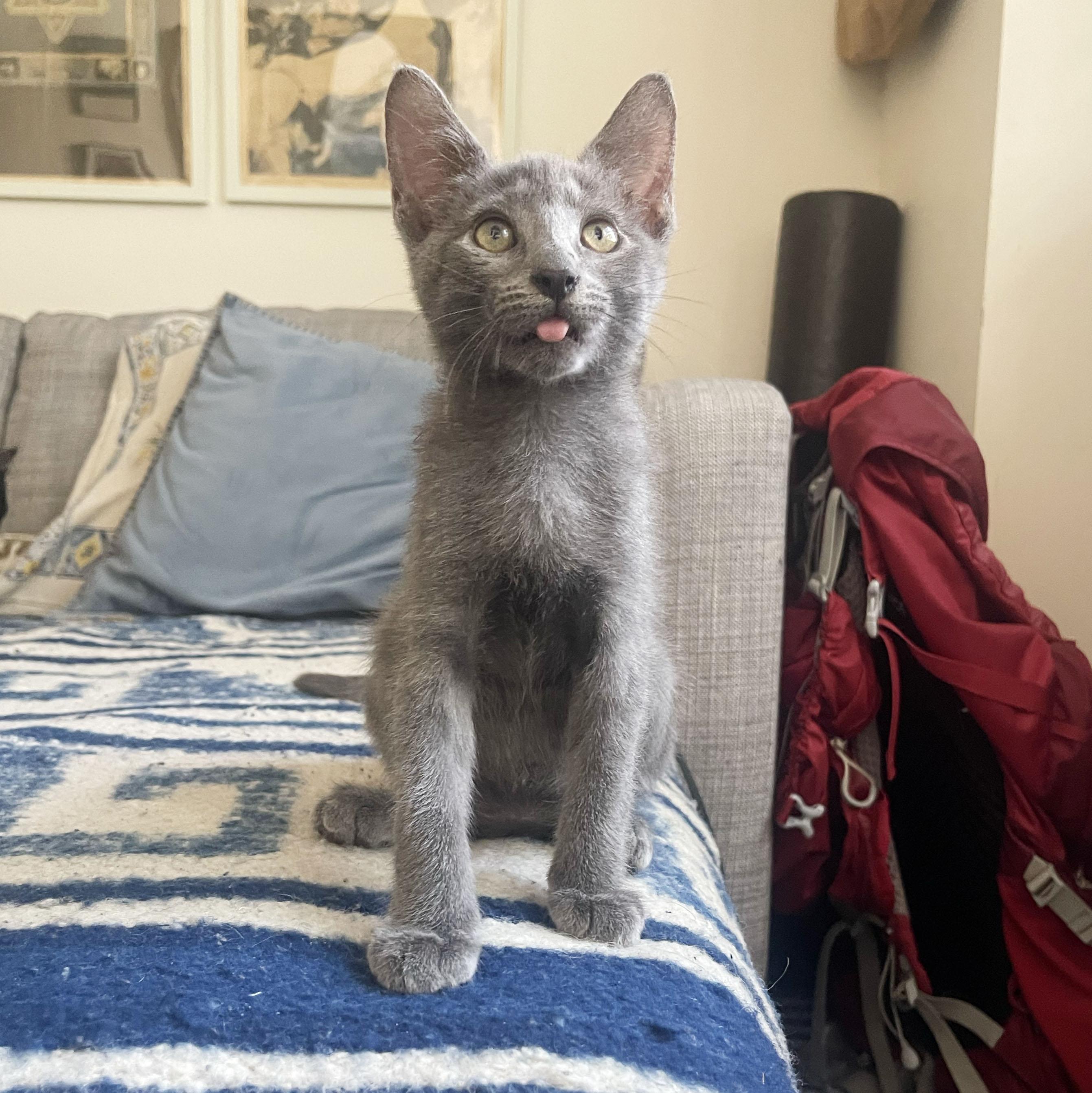 Metamucil, a ADOPTABLE Domestic Short Hair in BROOKLYN, NY image 3/6