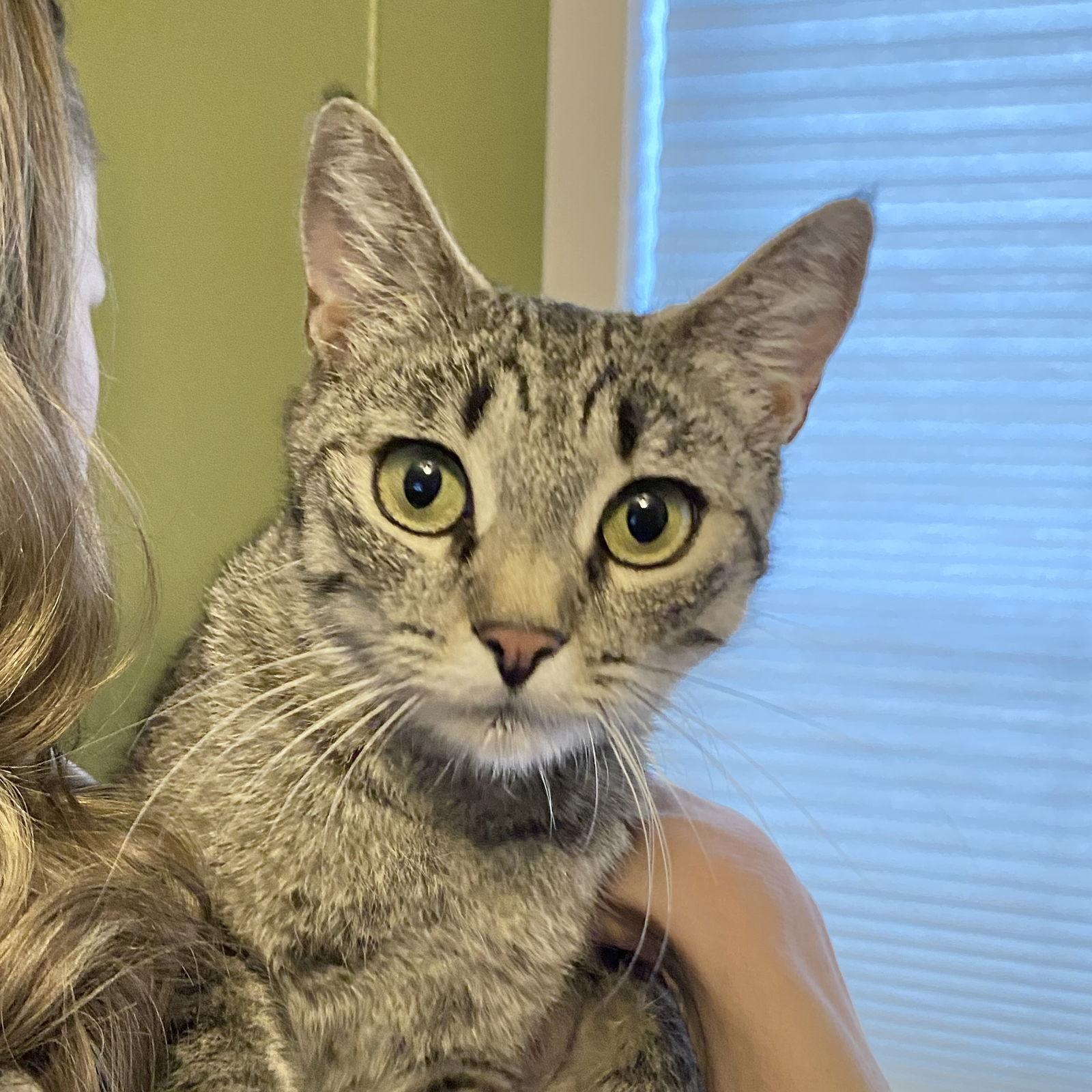 Rey, Adoptable, Adult Female Domestic Short Hair.