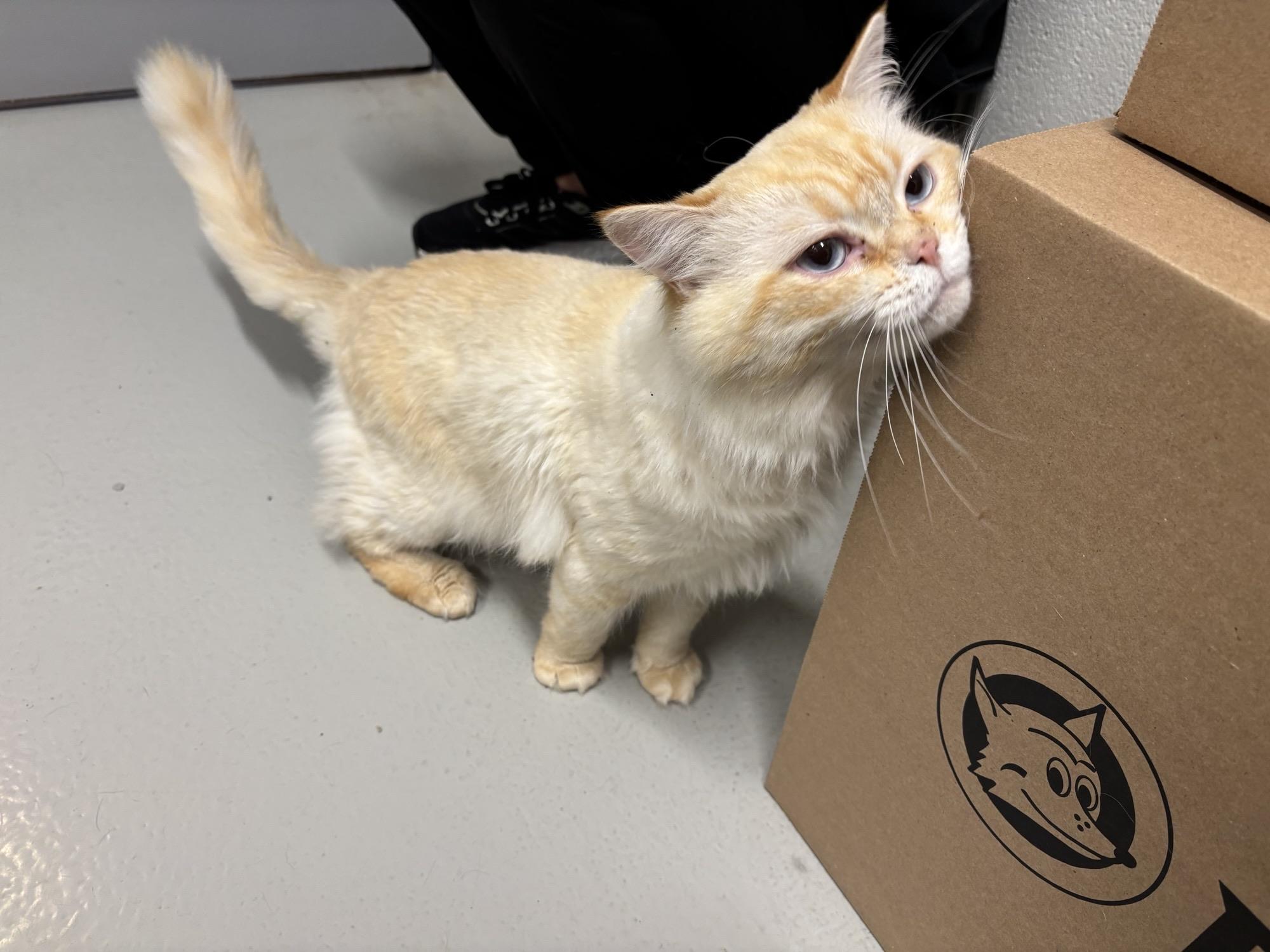 Enlarge Edward CS-120/26, a Adoptable mixed breed in Burlington, ON image 2/2