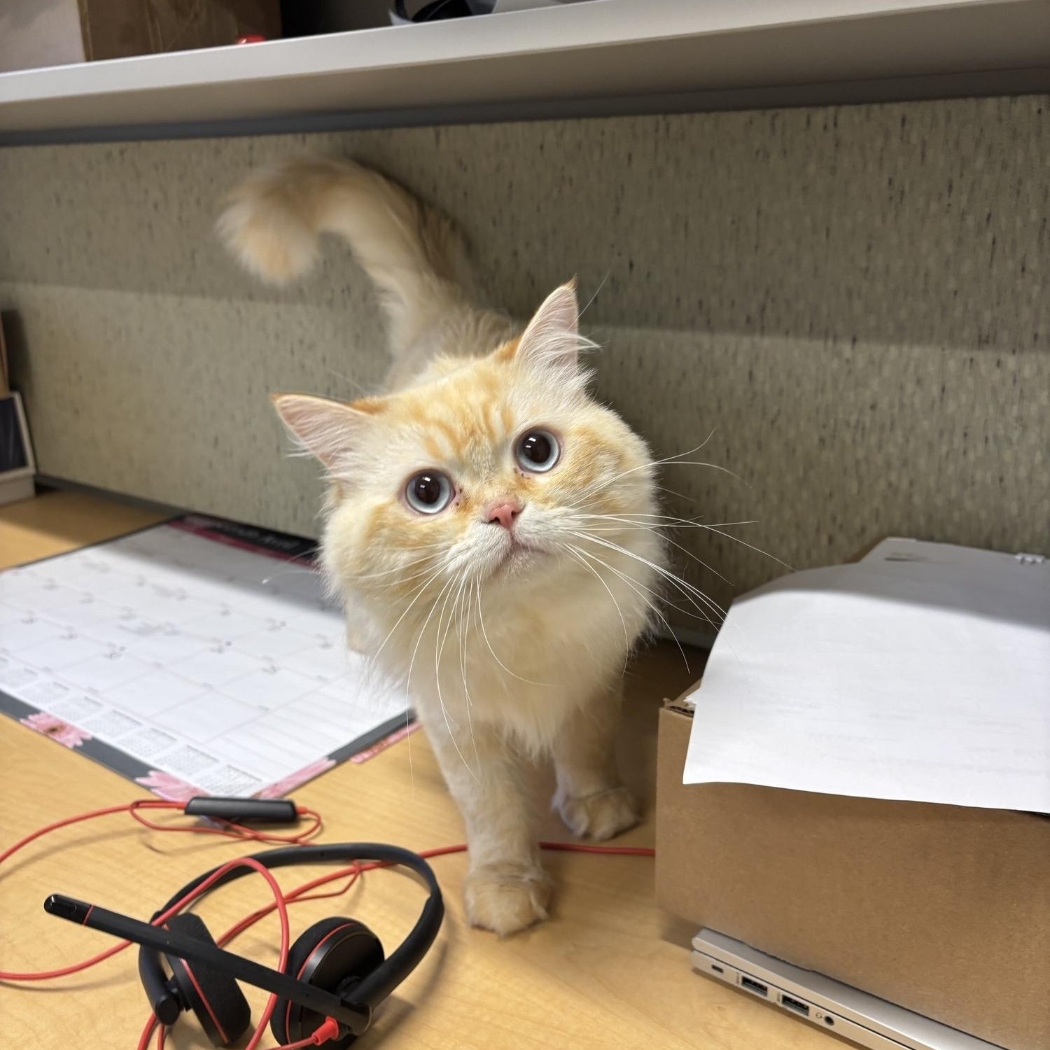 Edward CS-120/26, Adoptable, Adult Male Ragdoll.