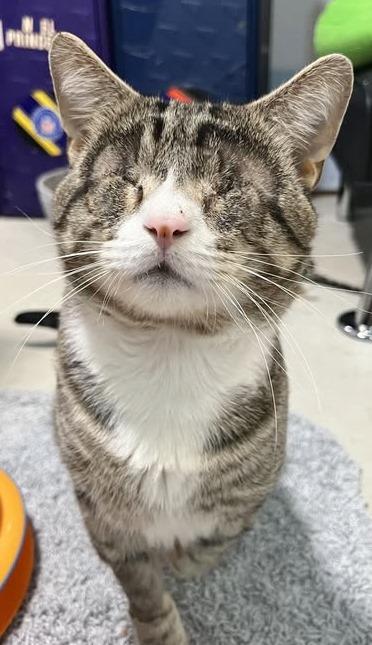 Enlarge Binky and Bubby , a ADOPTABLE Tabby in Ocean City, NJ image 1/2
