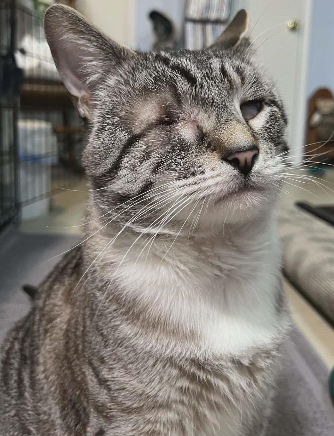 Enlarge Binky and Bubby , a ADOPTABLE Tabby in Ocean City, NJ image 2/2