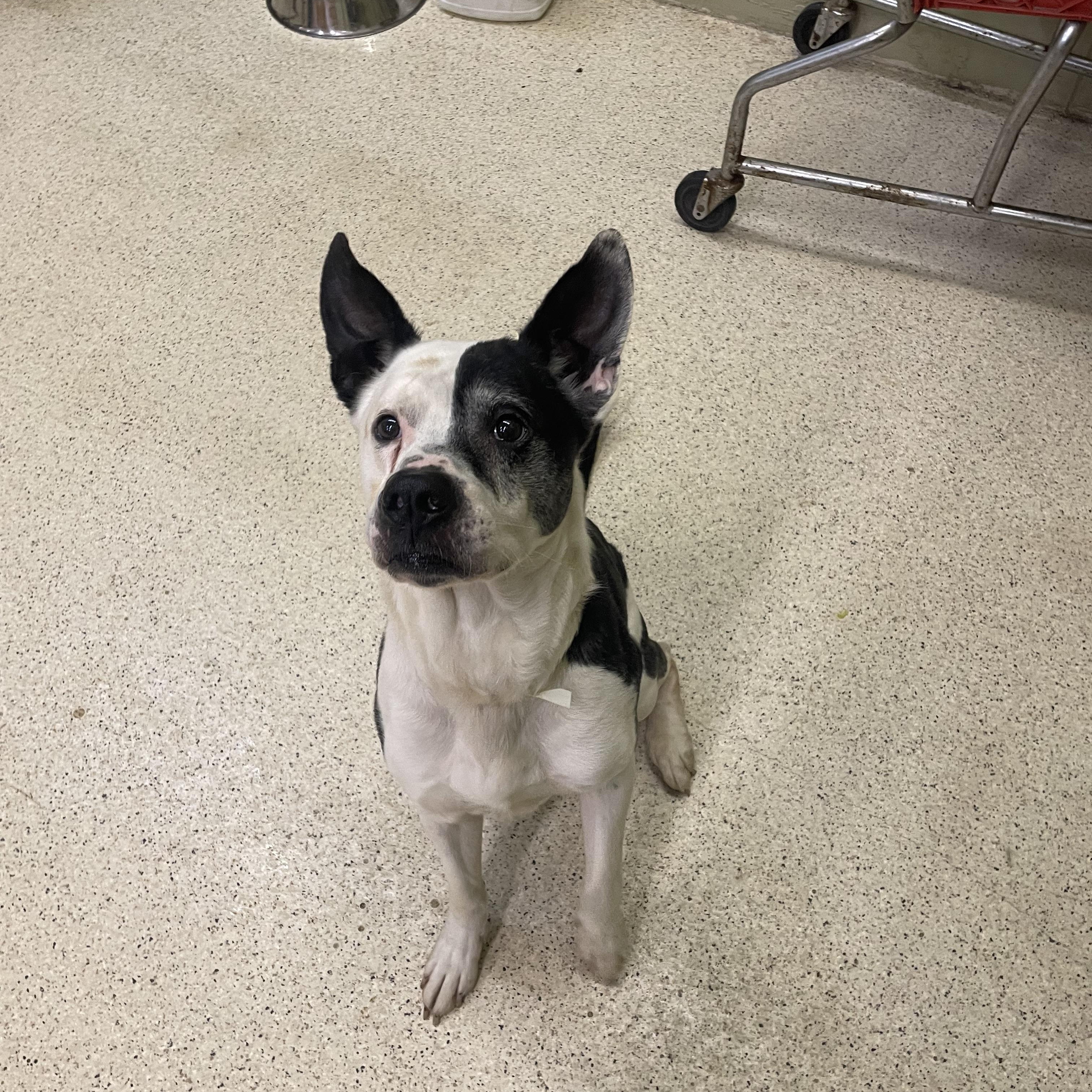 Enlarge Marcus, an adoptable mixed breed in Muncie, IN image 4/6