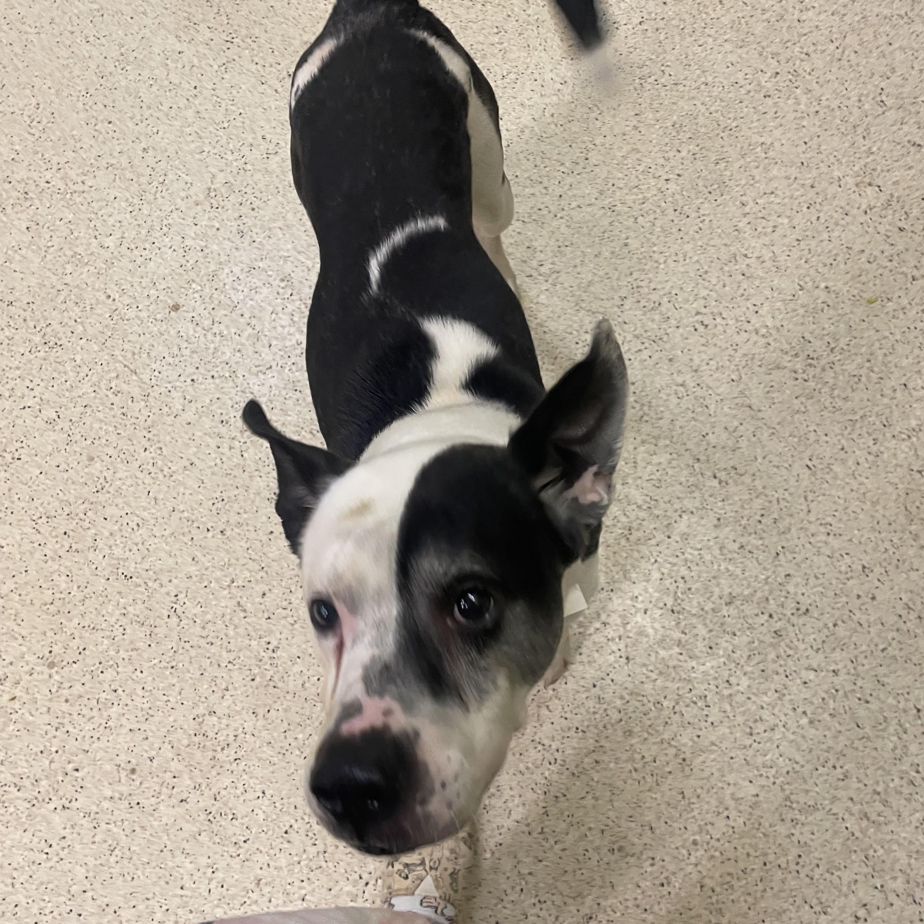 Enlarge Marcus, an adoptable mixed breed in Muncie, IN image 2/6