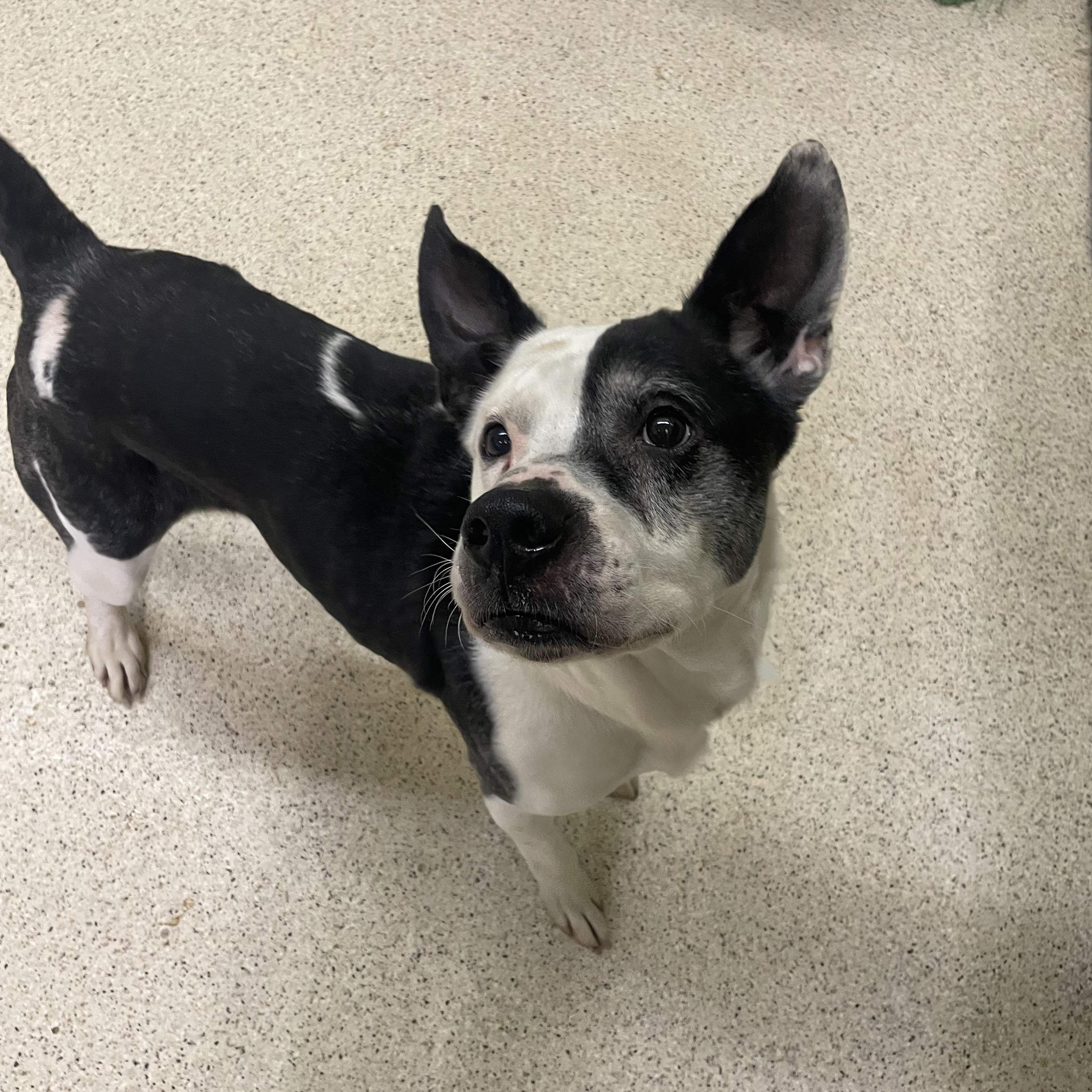 Enlarge Marcus, an adoptable mixed breed in Muncie, IN image 5/6