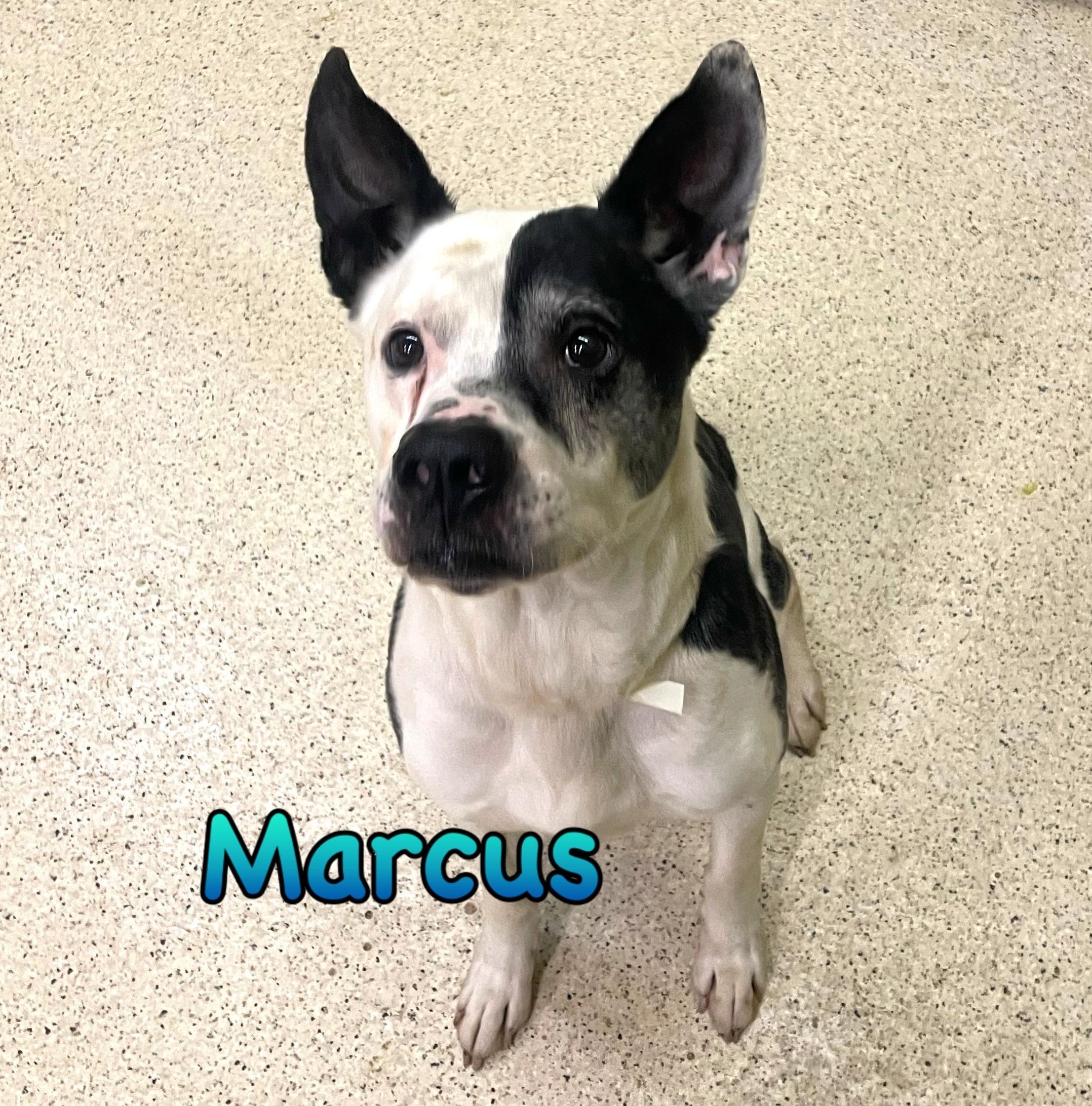 Enlarge Marcus, an adoptable mixed breed in Muncie, IN image 1/6