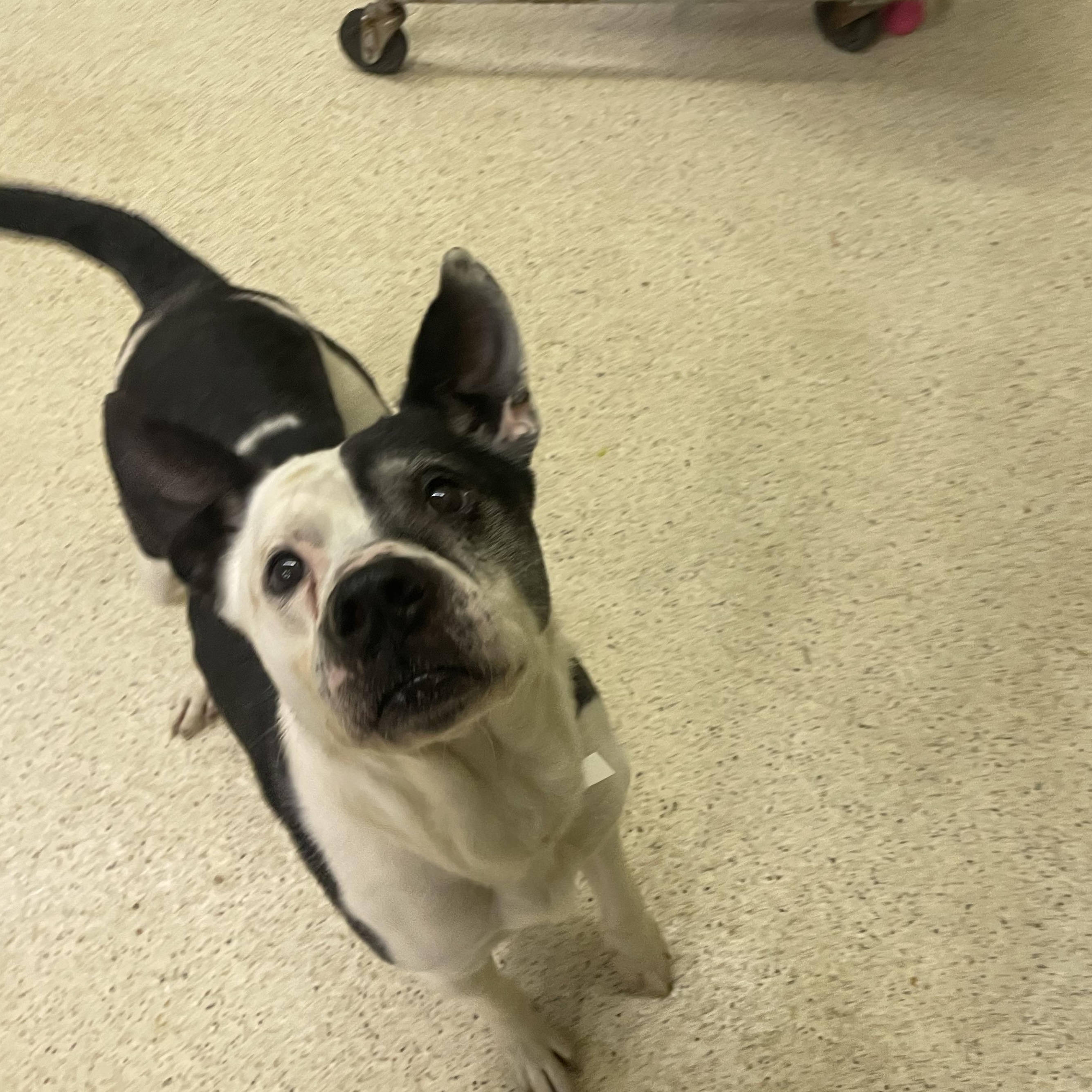 Enlarge Marcus, an adoptable mixed breed in Muncie, IN image 6/6