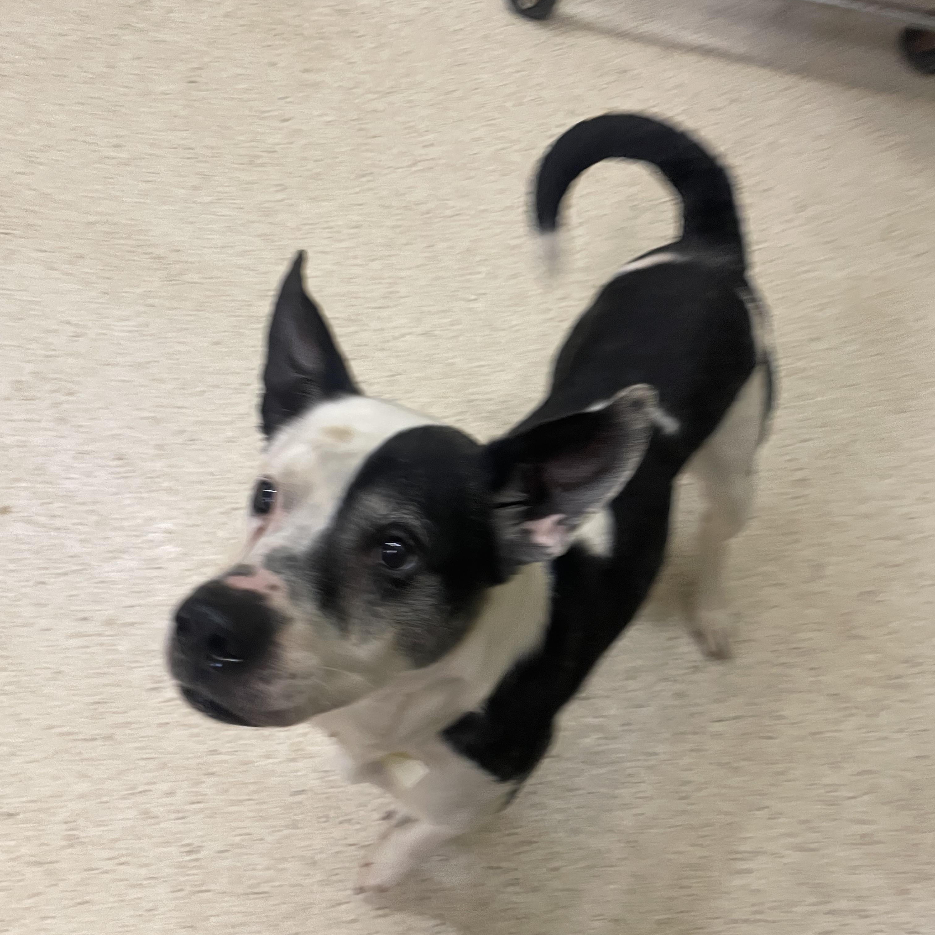 Enlarge Marcus, an adoptable mixed breed in Muncie, IN image 3/6