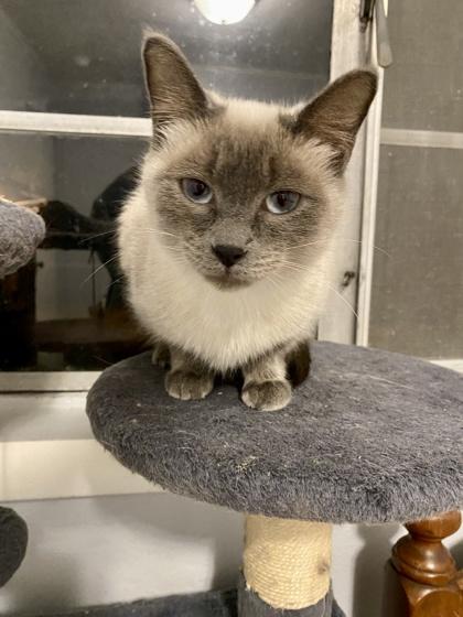 Mabel — thumbnail 4