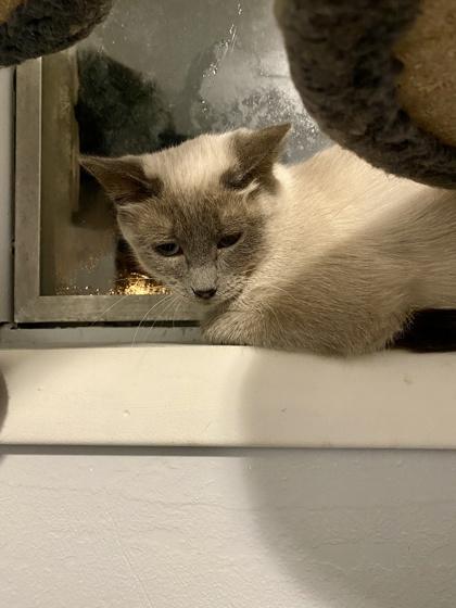 Mabel — thumbnail 5