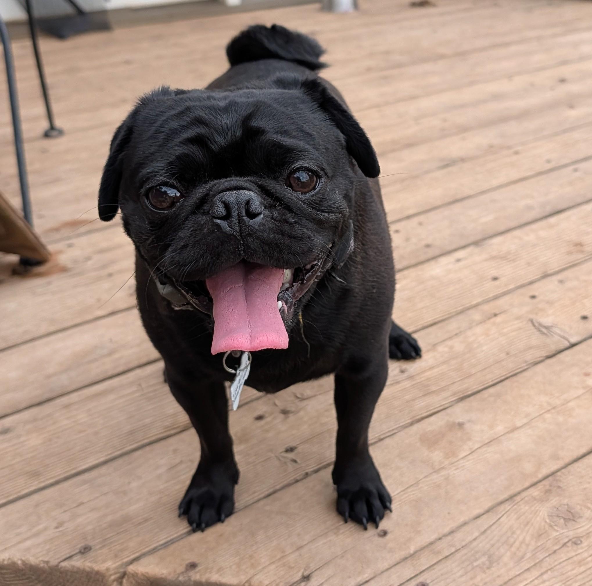Enlarge Louis, an adopted Pug in Benton, KS image 1/1