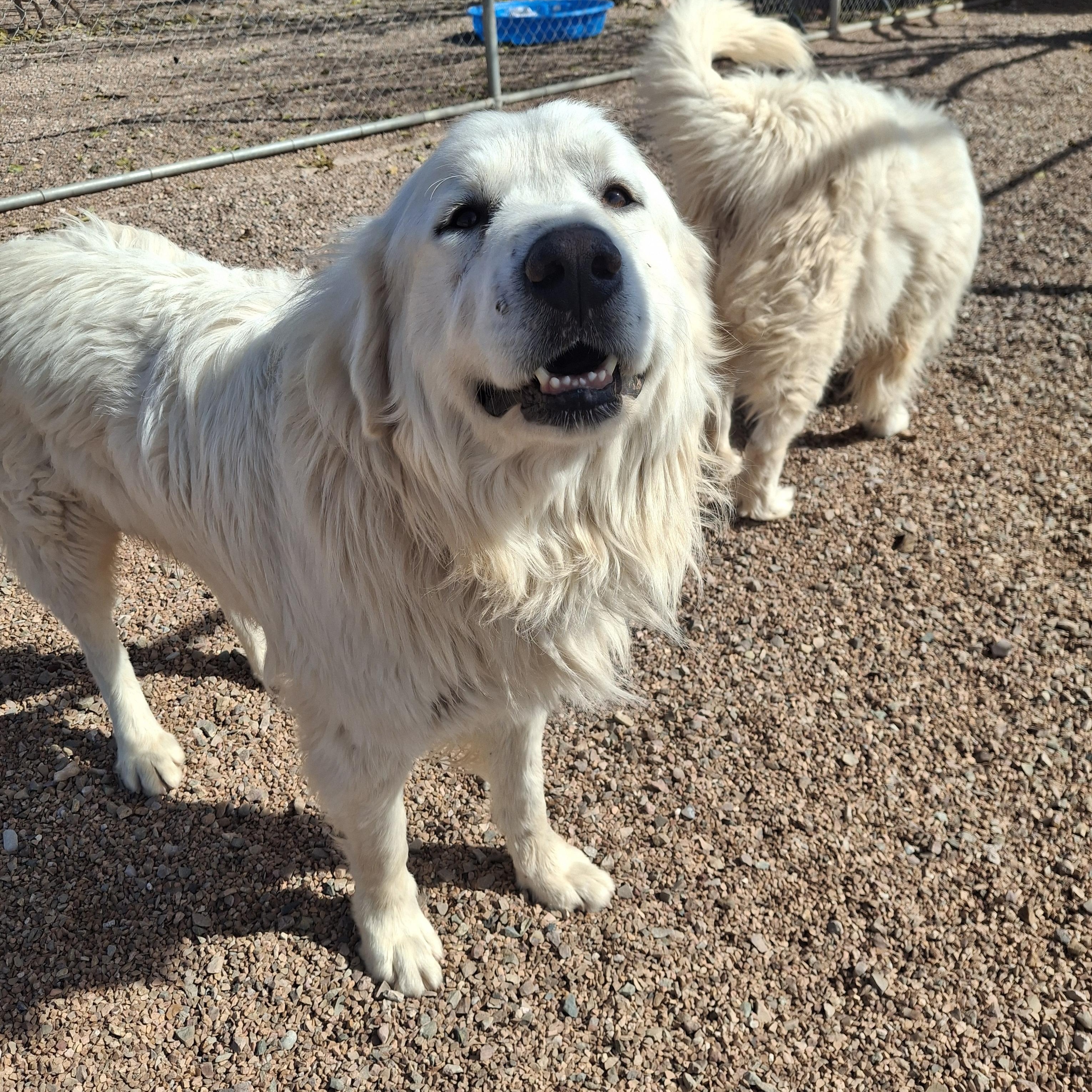 Enlarge Ranger, a ADOPTABLE Great Pyrenees in Tombstone, AZ image 1/1