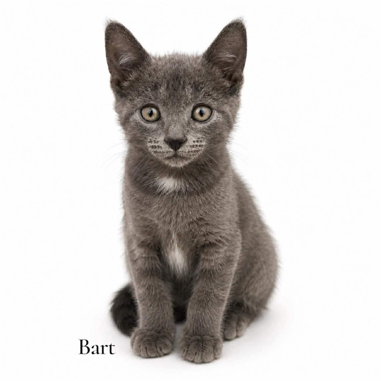 Enlarge Bart, a ADOPTABLE Domestic Short Hair in Stevensville, MI image 1/1