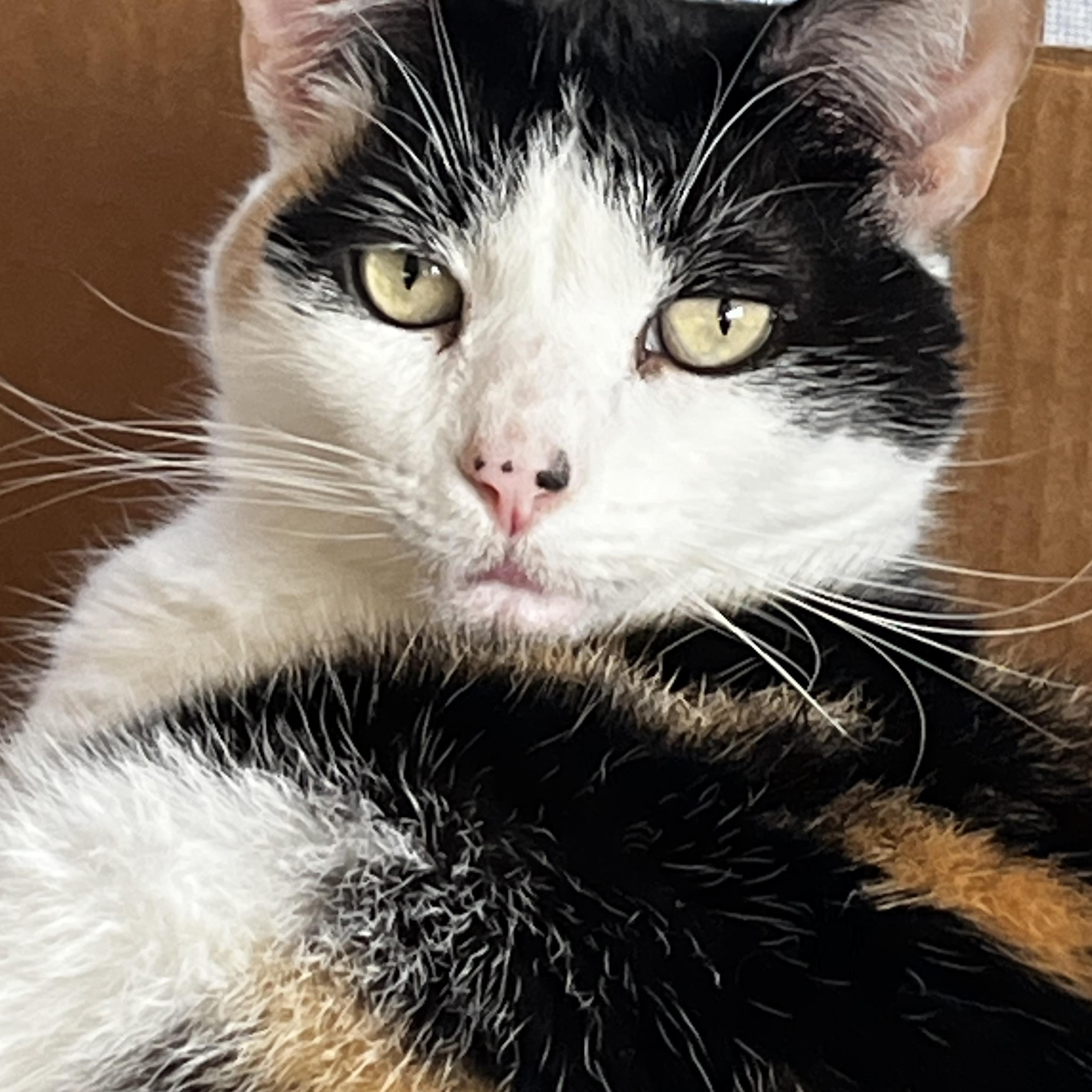 Enlarge Reine, a ADOPTABLE mixed breed in Sarasota, FL image 1/3