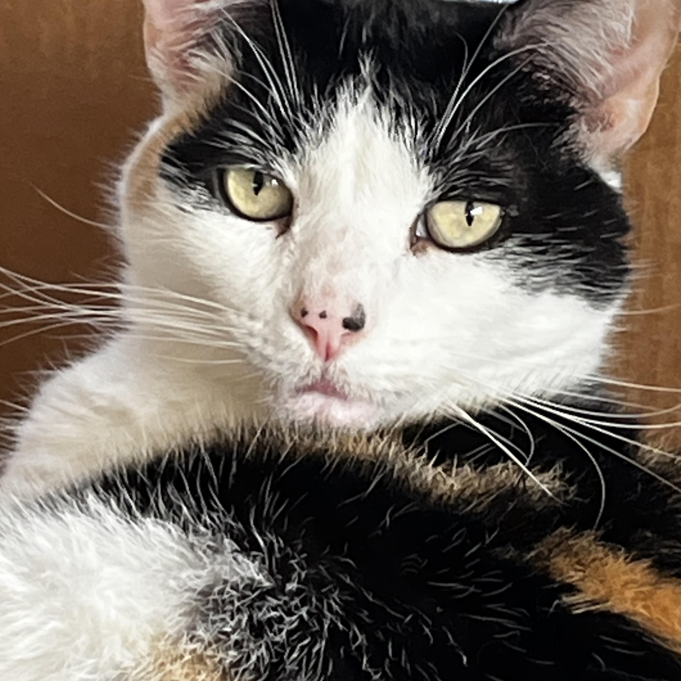 Enlarge Reine, a ADOPTABLE mixed breed in Sarasota, FL image 3/3