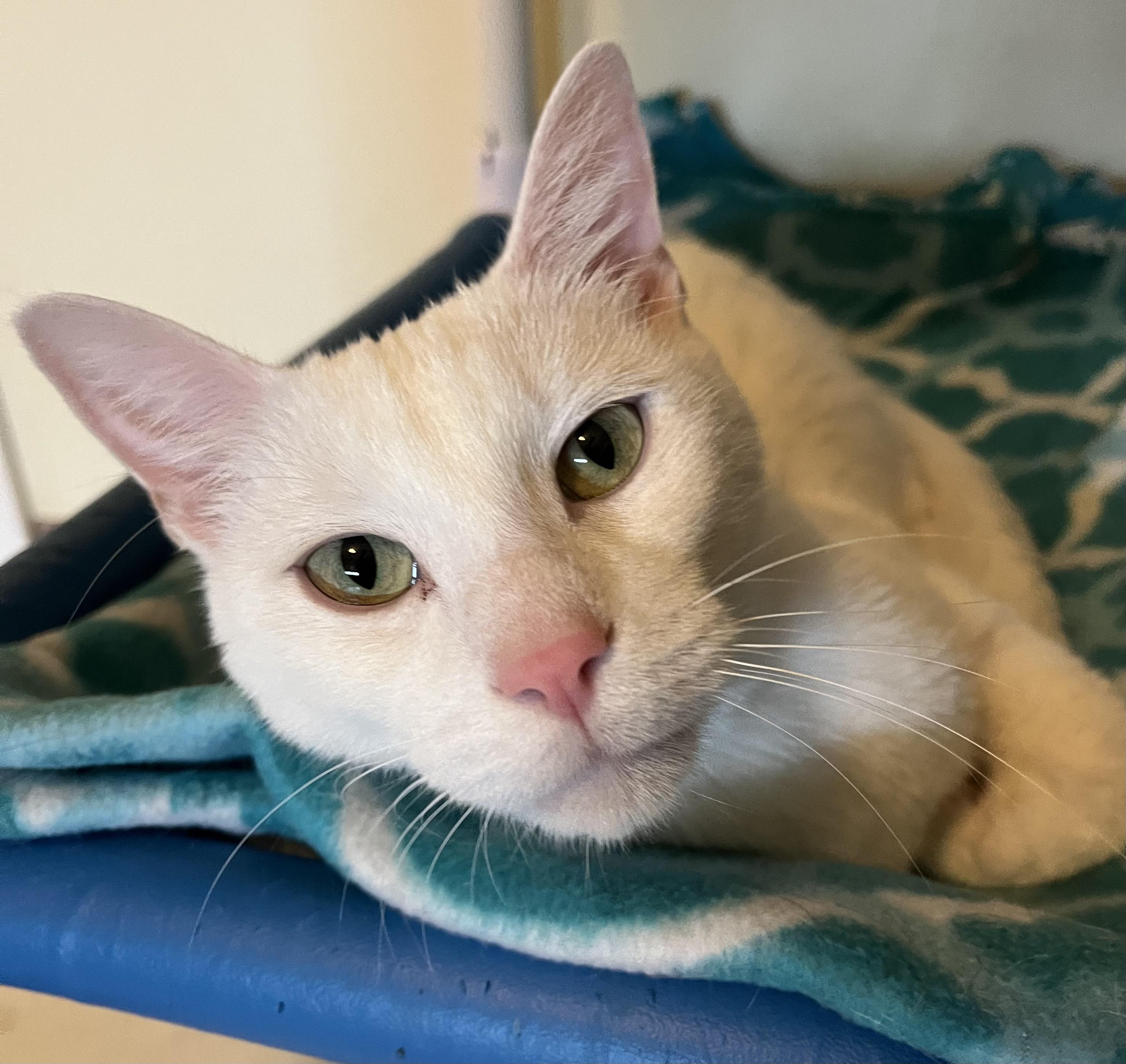 Cariño, Adult Male Domestic Short Hair