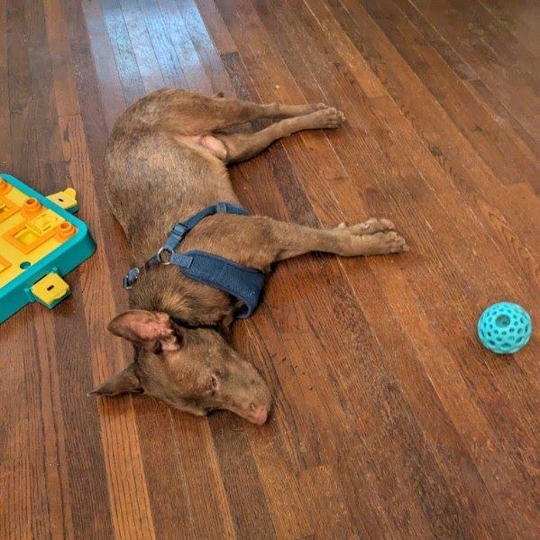 Milo Milkyway thumbnail 3