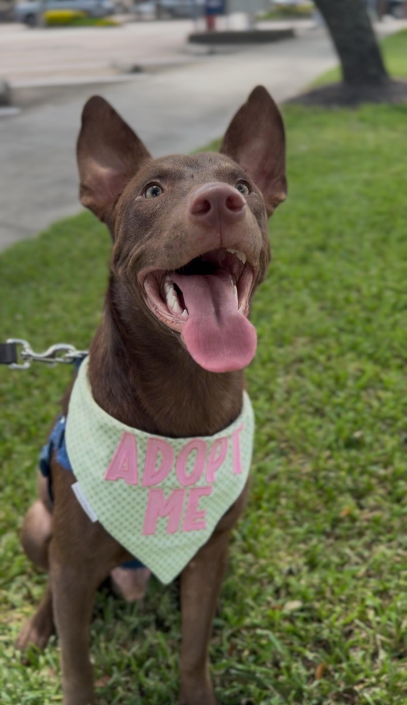 Milo Milkyway thumbnail 4