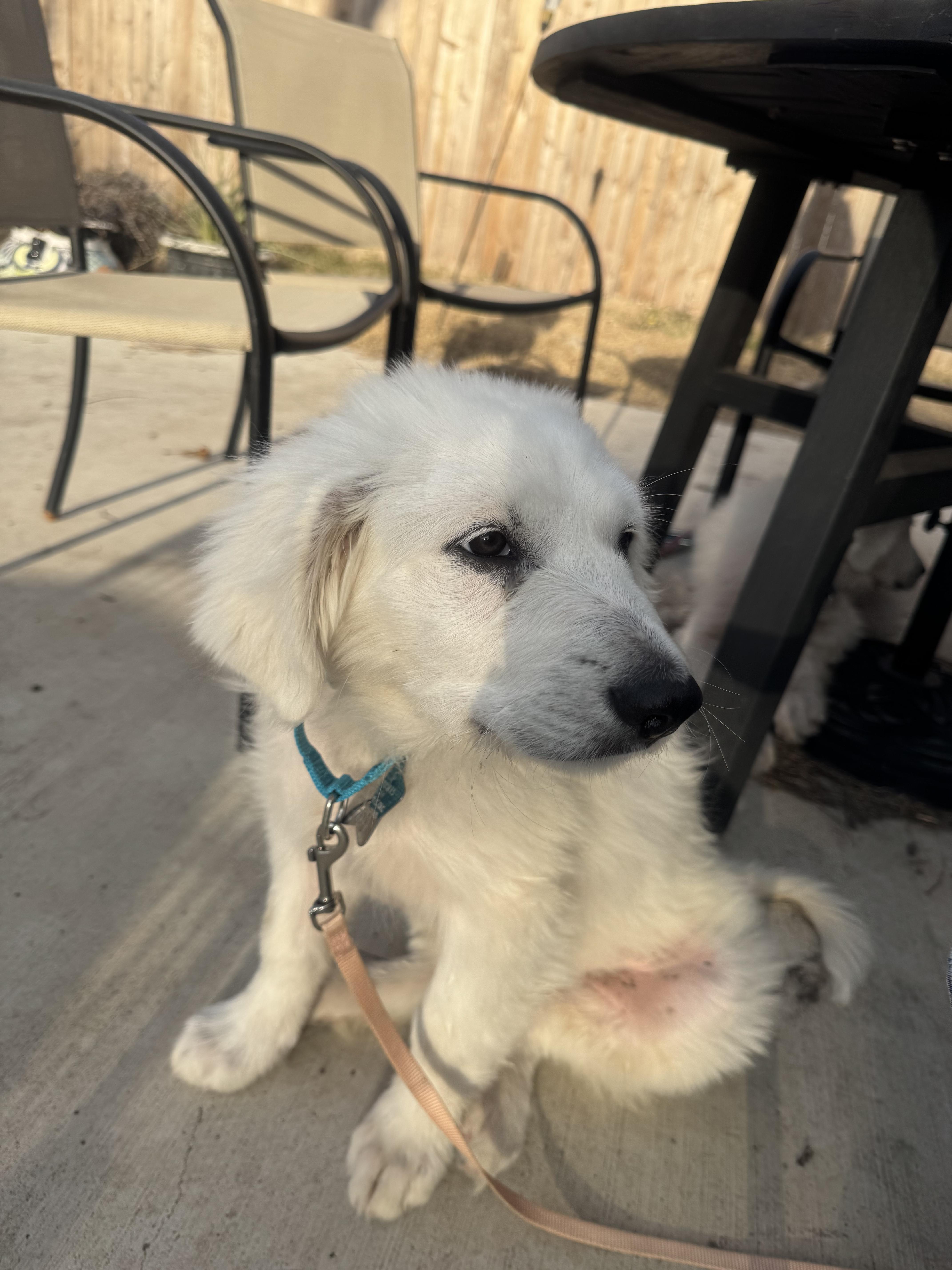 Simon ATX, Adoptable, Puppy Male Great Pyrenees.
