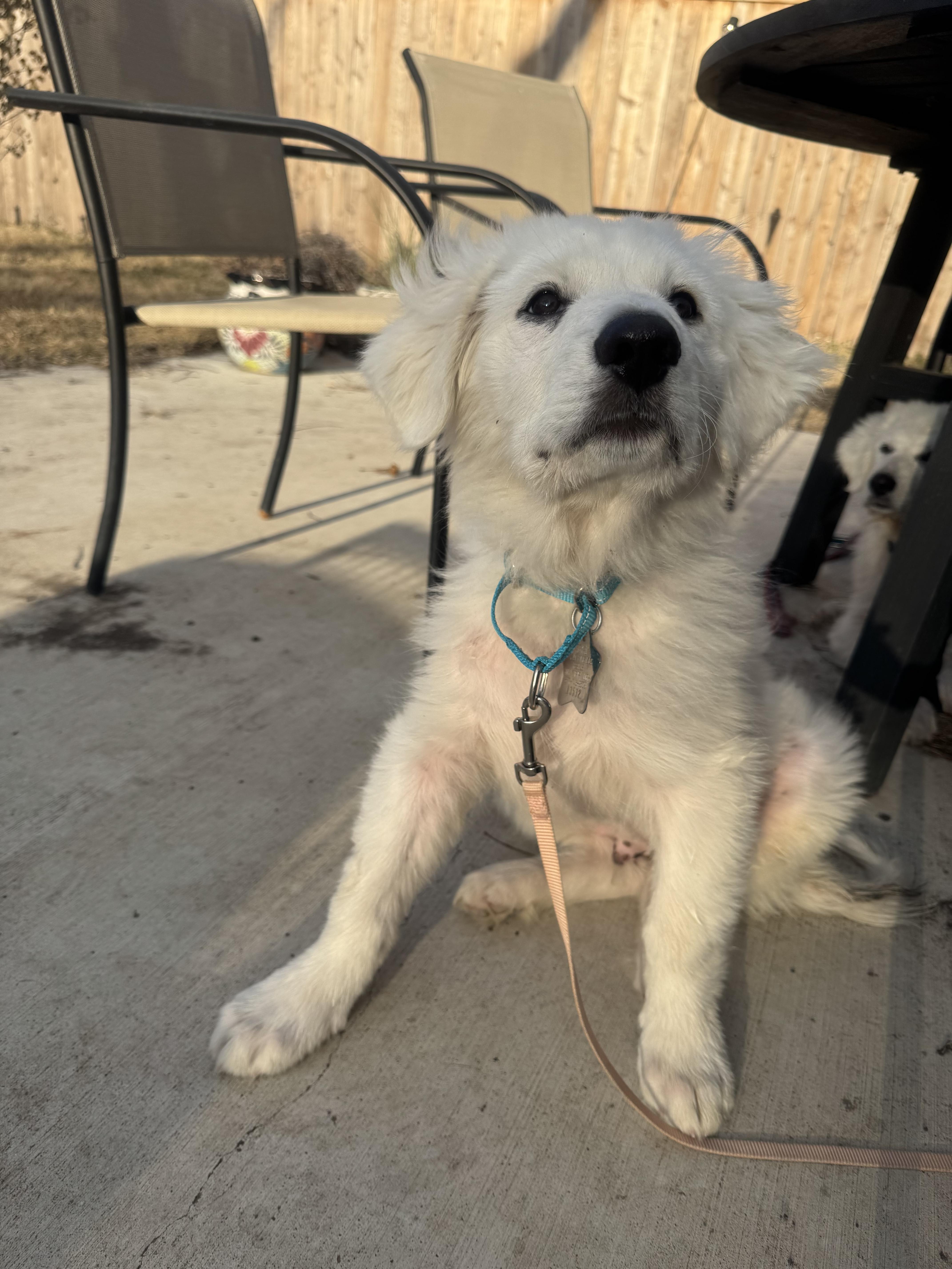 Enlarge Simon ATX, a Adoptable mixed breed in Quinlan, TX image 2/4