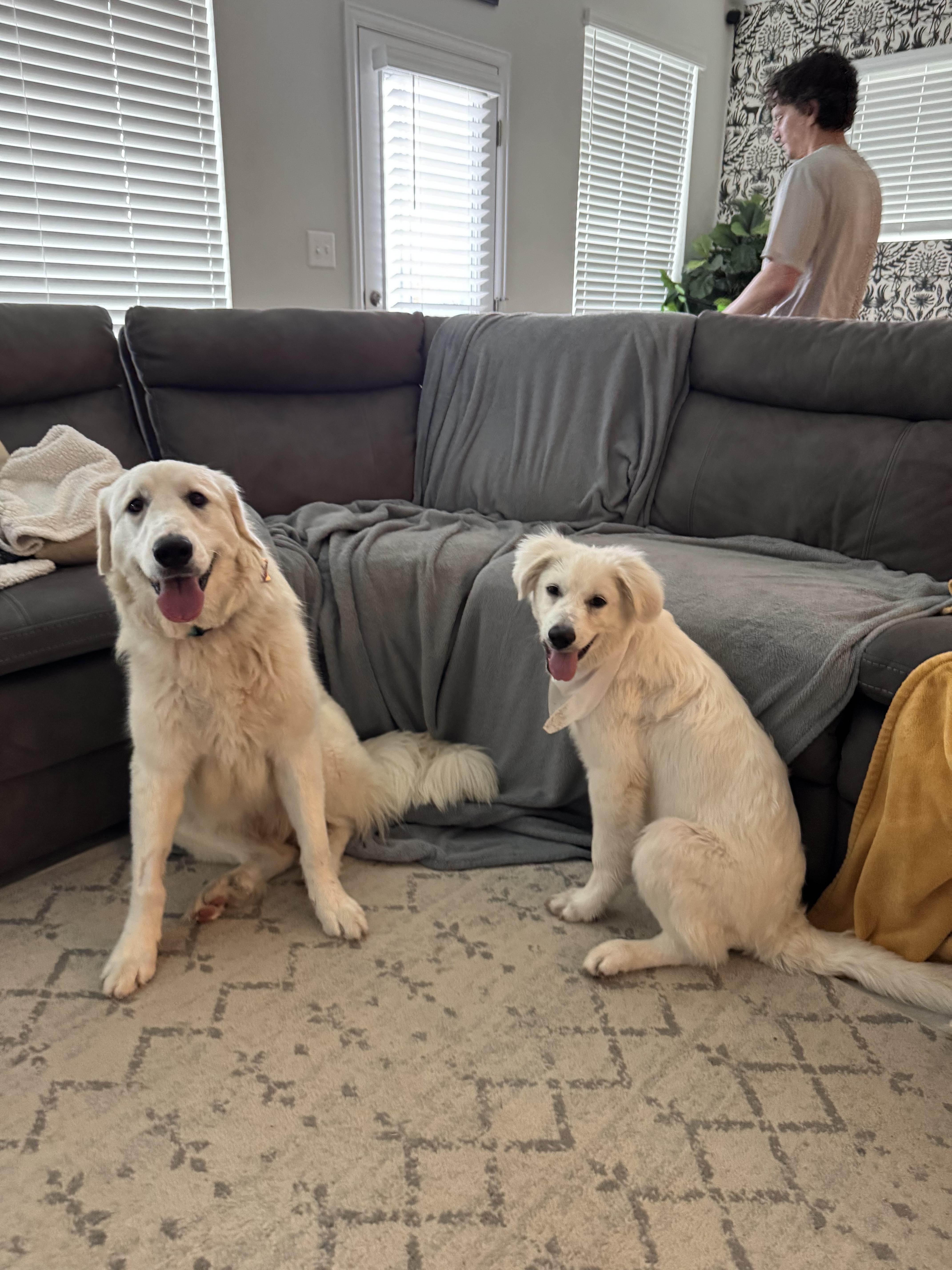 Enlarge Simon ATX, a Adoptable mixed breed in Quinlan, TX image 3/4