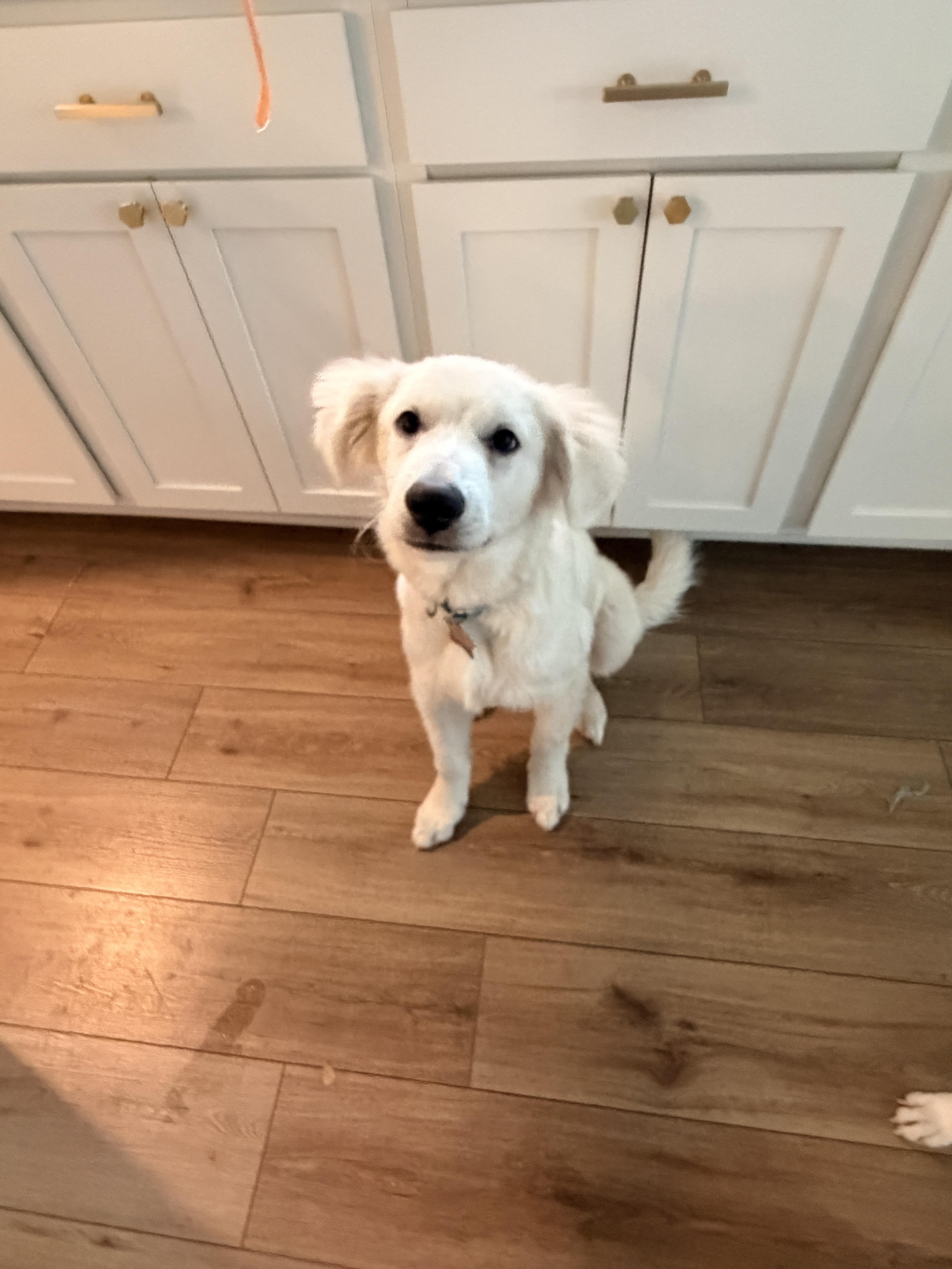 Enlarge Simon ATX, a Adoptable mixed breed in Quinlan, TX image 4/4