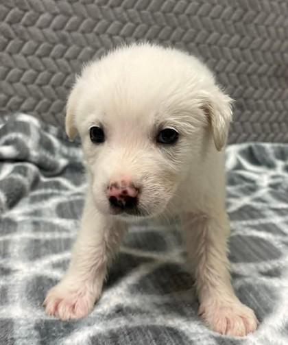 Enlarge Joey, a Adoptable mixed breed in Lampasas, TX image 1/1